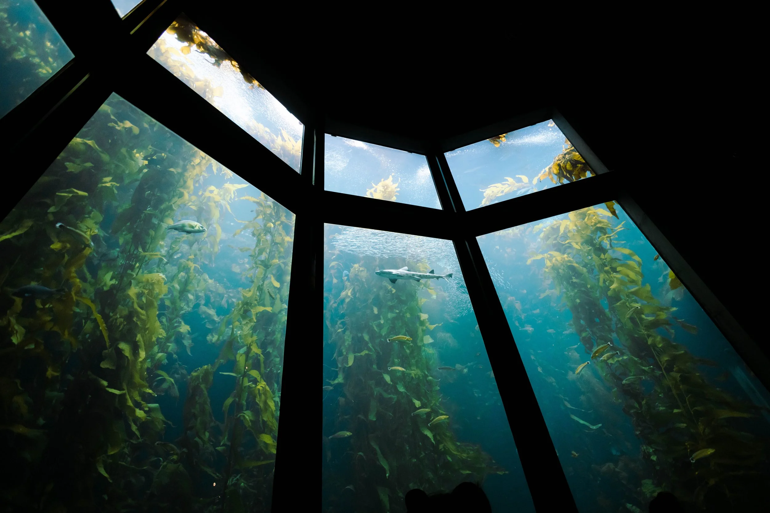 Beyond the Glass: What to Eat Before or After the Monterey Bay Aquarium