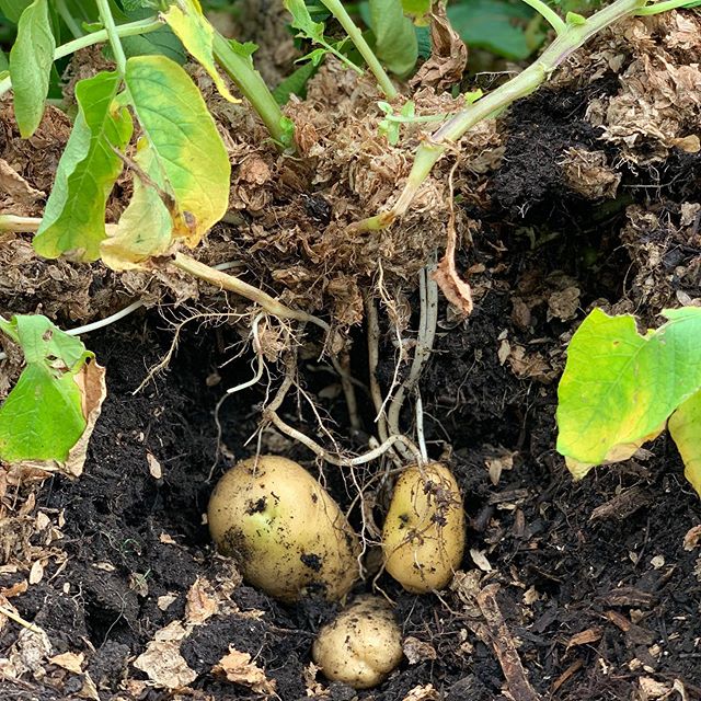 Pπ₯Oπ₯Tπ₯Aπ₯Tπ₯Oπ₯Eπ₯S #onepotatotwopotatothreepotatofour #mulchmuch #nodig #spenthops #reduceindustrialwaste #beerandpotatoes πβ»οΈπΊπΏ