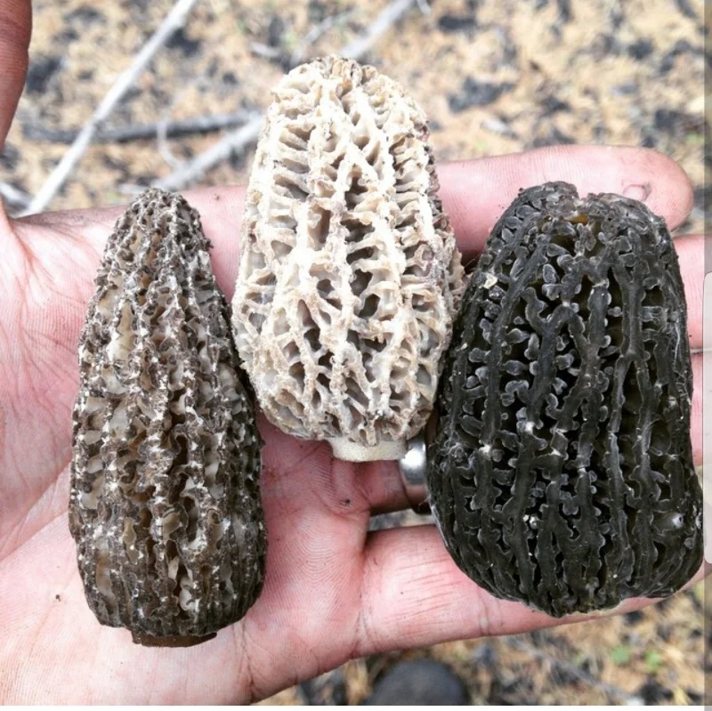 Grey, blond, and green morels.