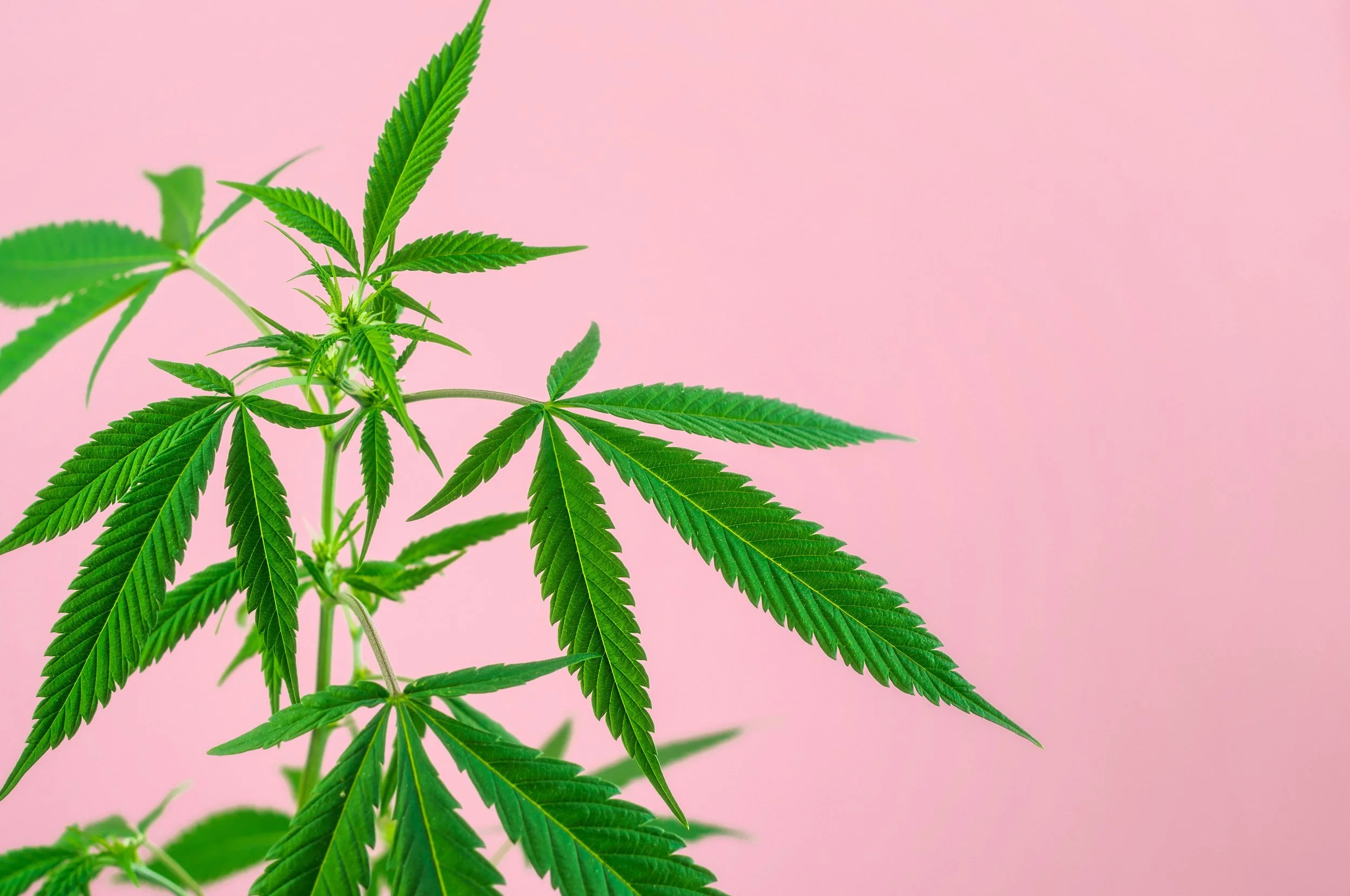 hemp-growing-narcotic-nobody-young-crop-day-cannabis-nature-planter-recreational-green-foliage_t20_jRXKRz.jpg