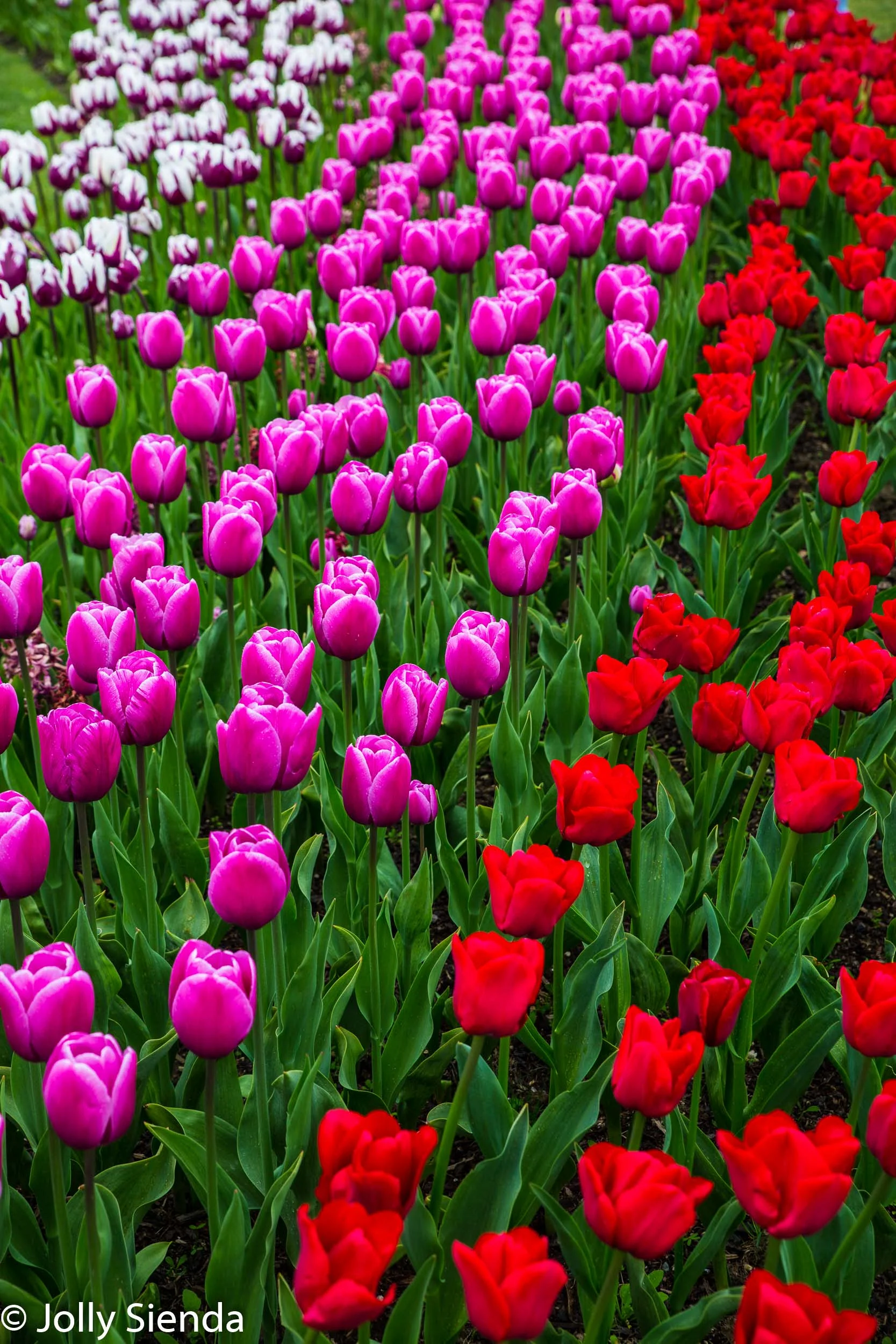 Rows of multi-colored purple and red tulips in the green garden