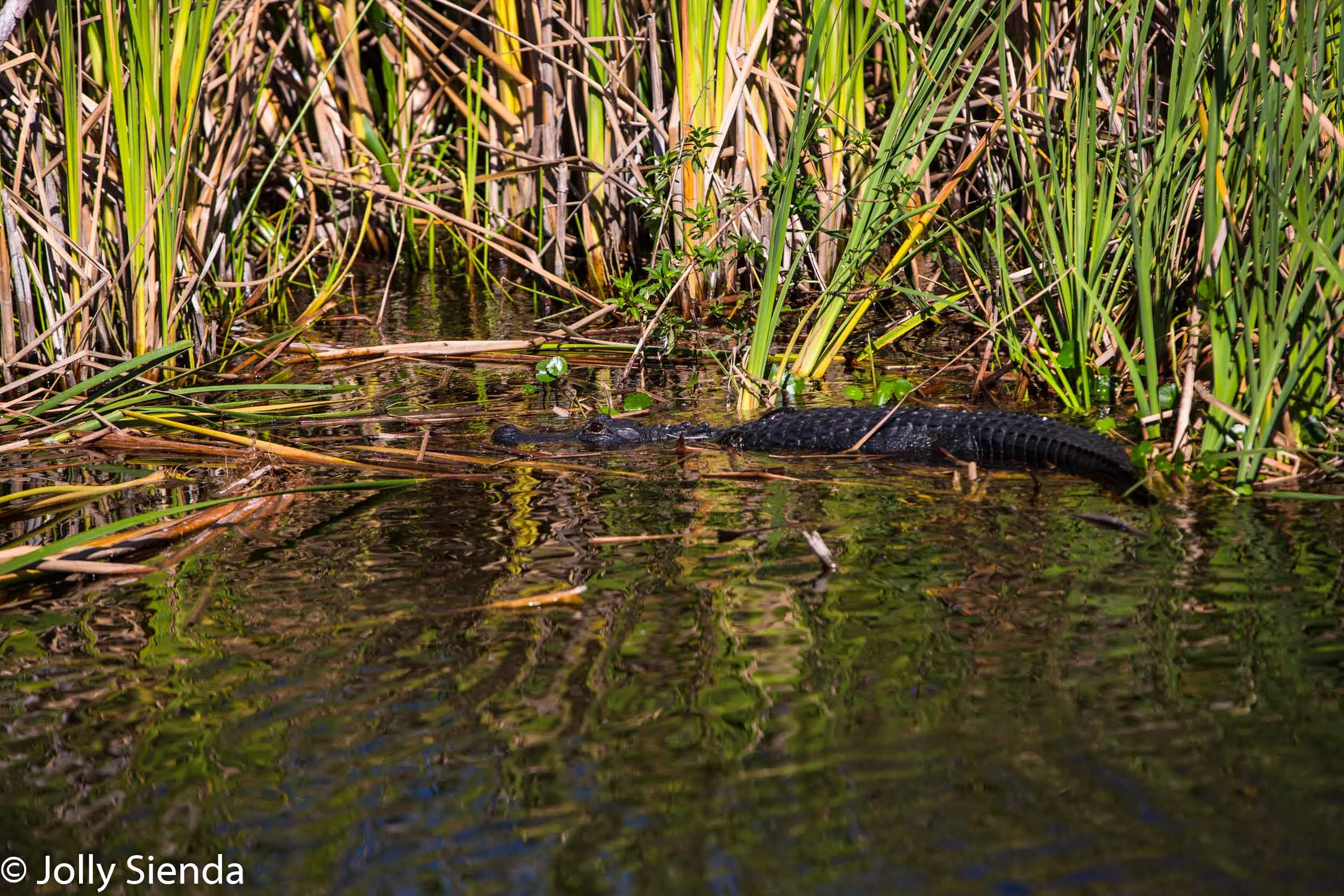We saw lots of alligators in the wetlands!