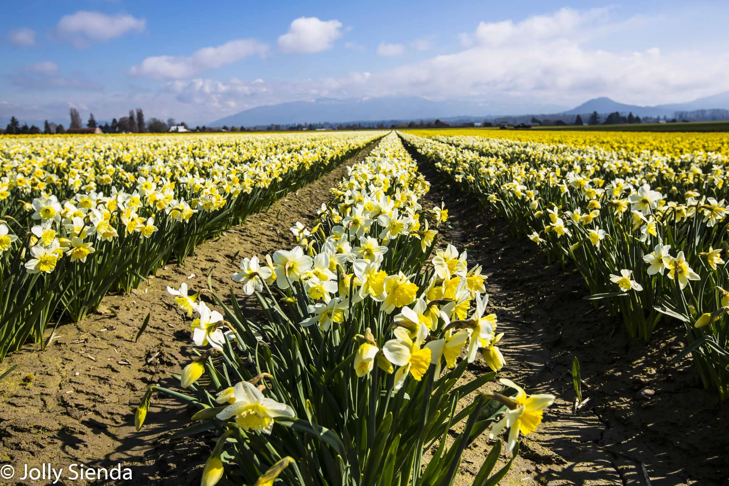 Daffodil fields at the Skagit Valley