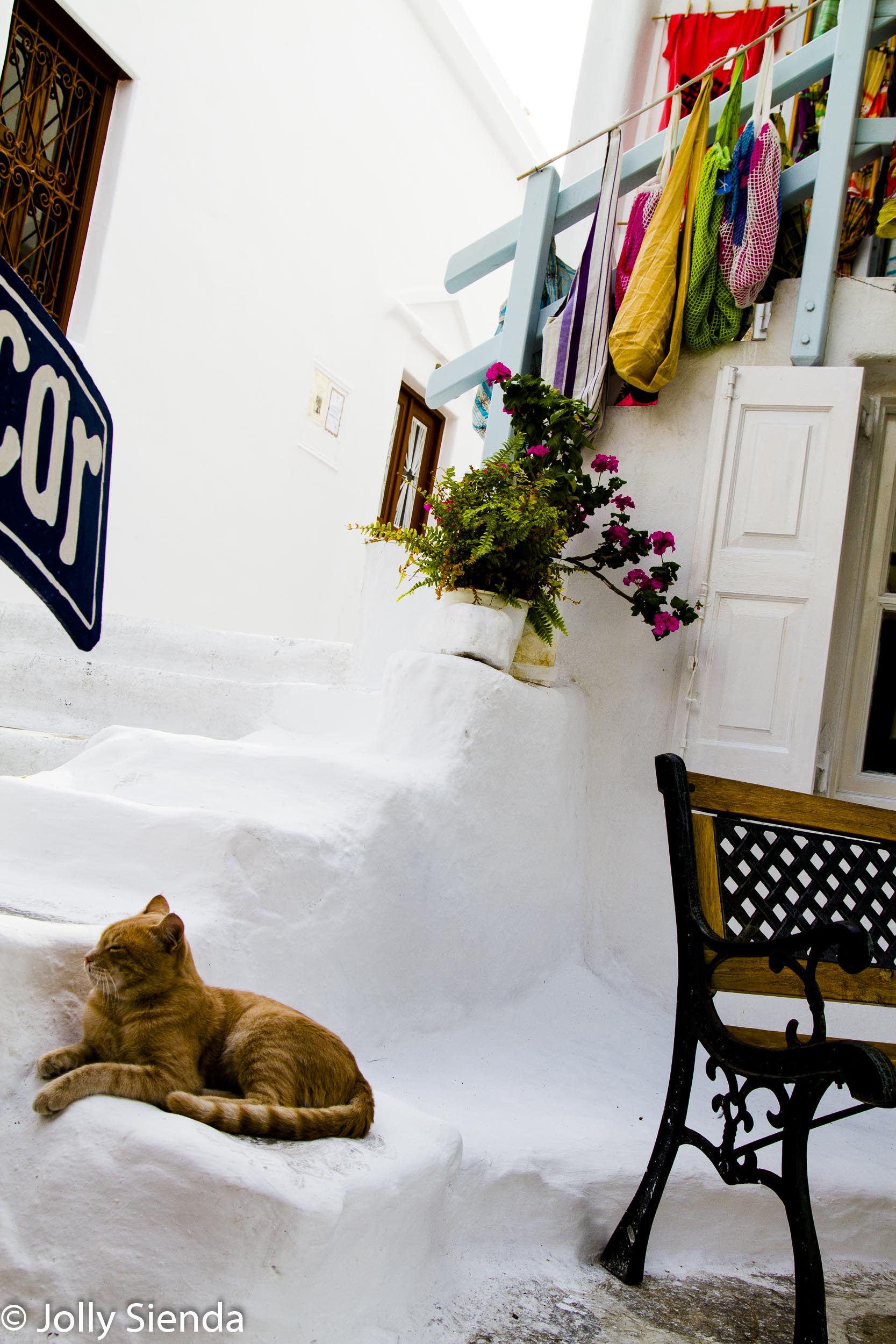 Orange Tabby Cat Snoozes on stucco stairs near a colorful Plaza