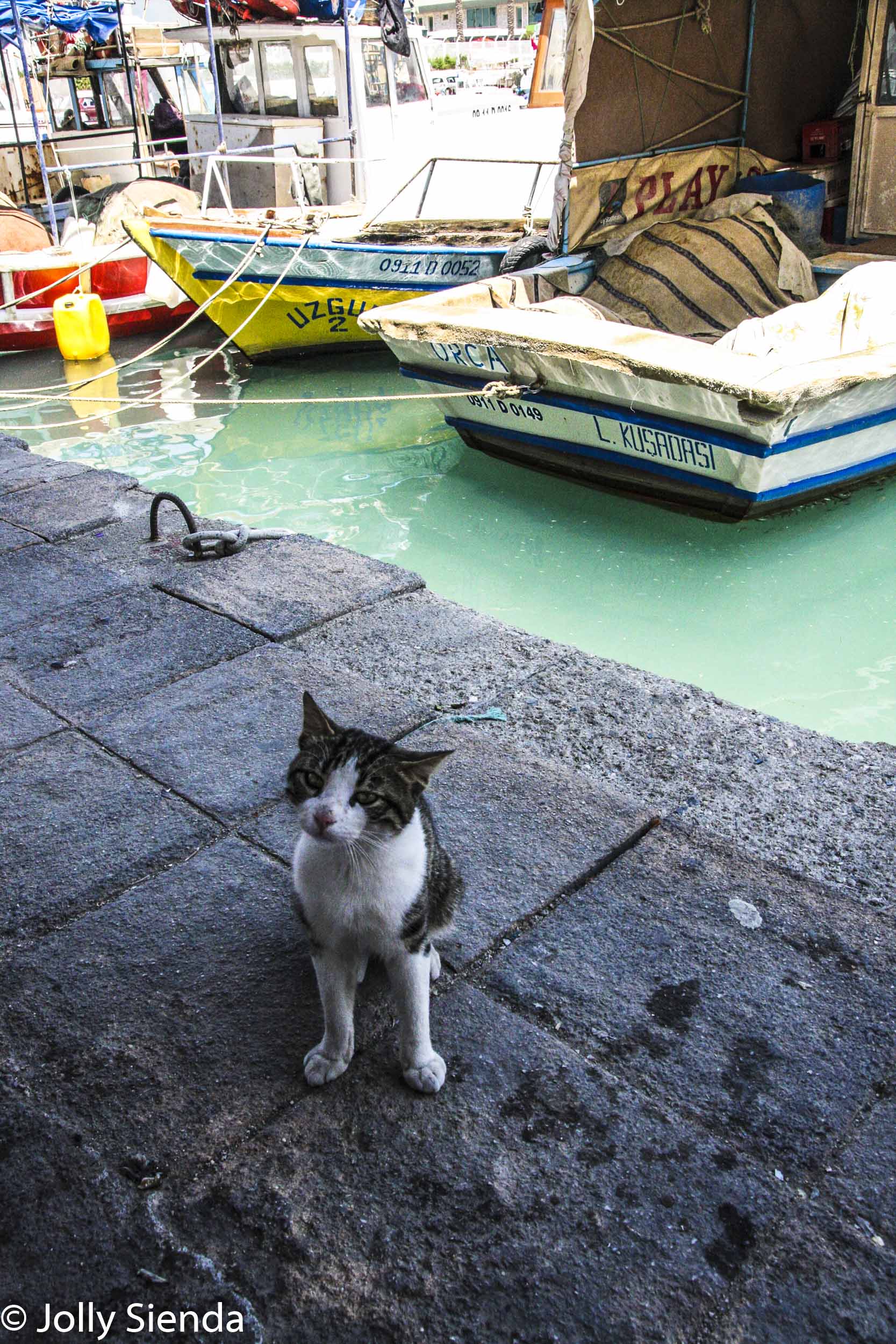 Cat begs for food at the Kusadasi Marina