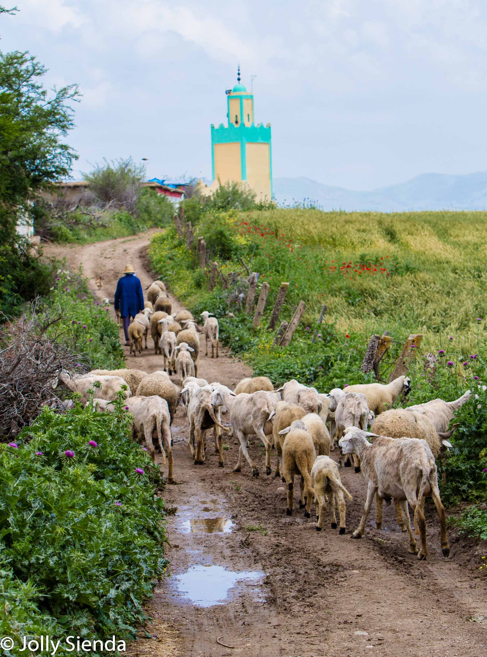 Shepherd herds his sheep towards the mosque