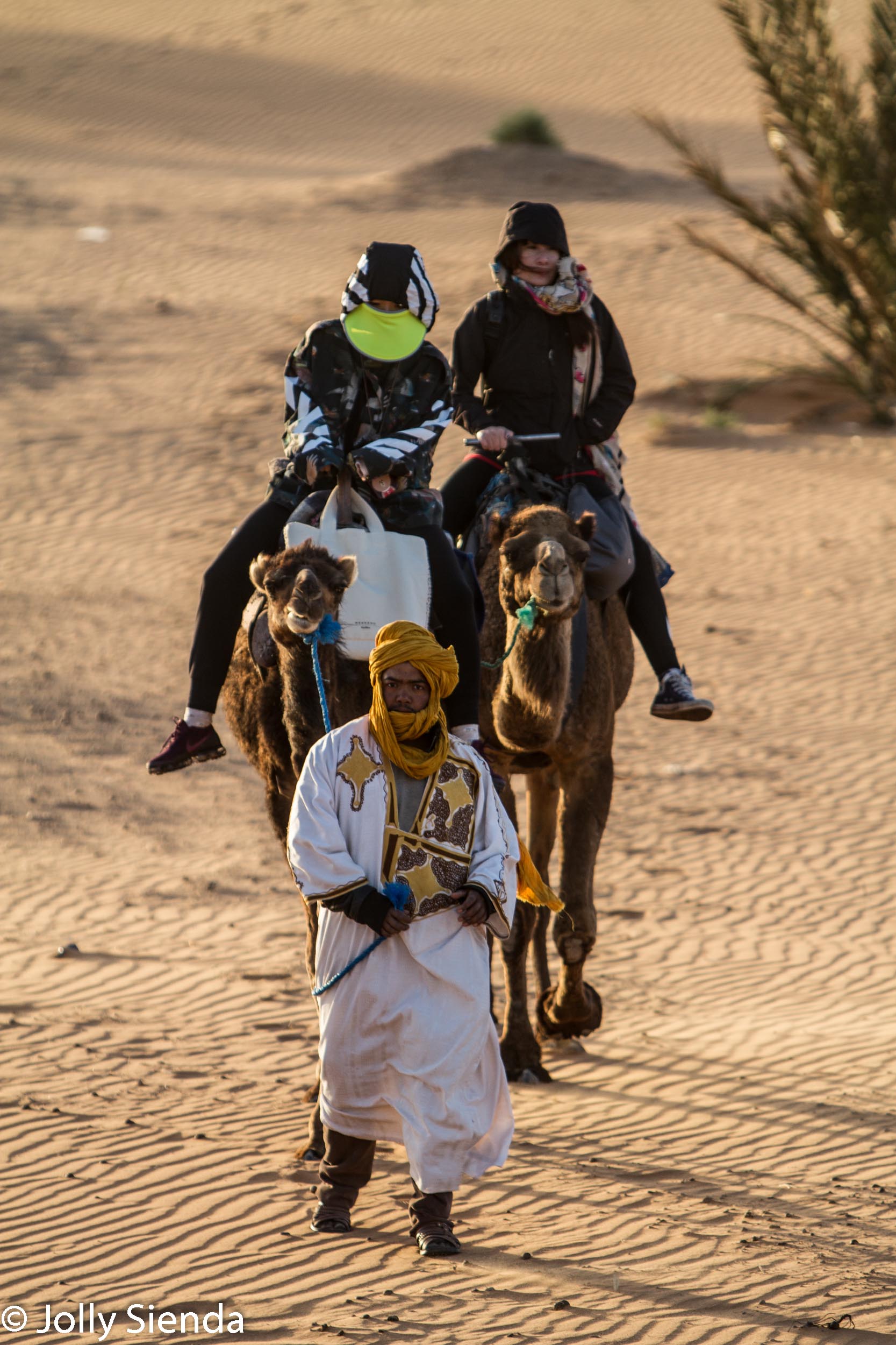 Camel ride at dawn Sahara Desert