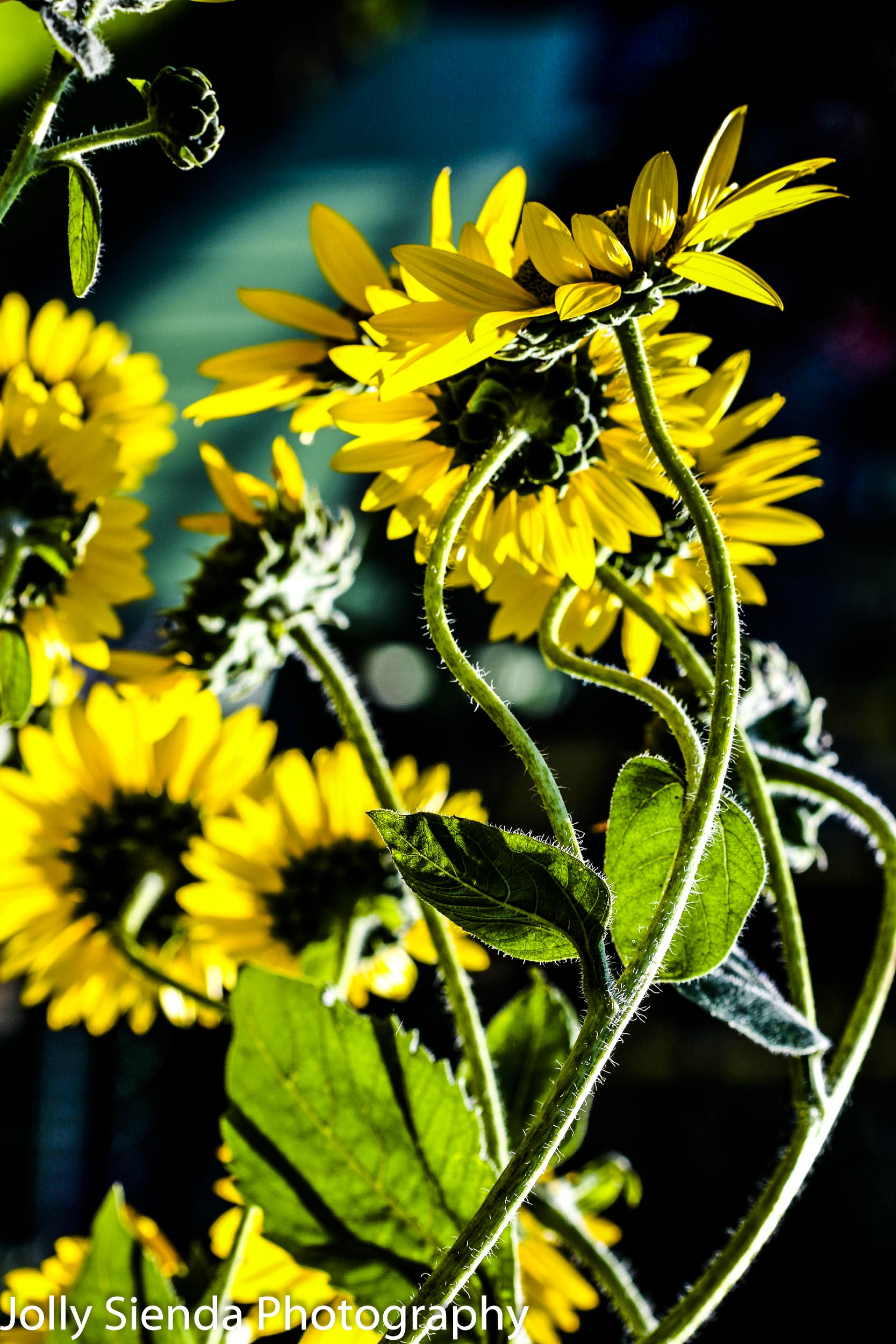 Sunflowers dance in the sunlight