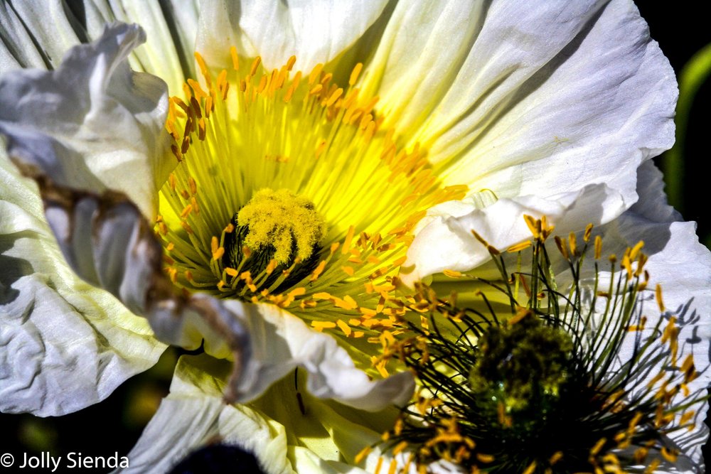 JollySiendaPhotography-6510_hh6zzv.jpg