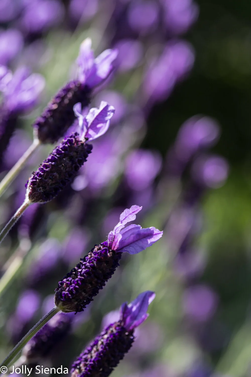 JollySiendaPhotography-7600_s43e80.jpg
