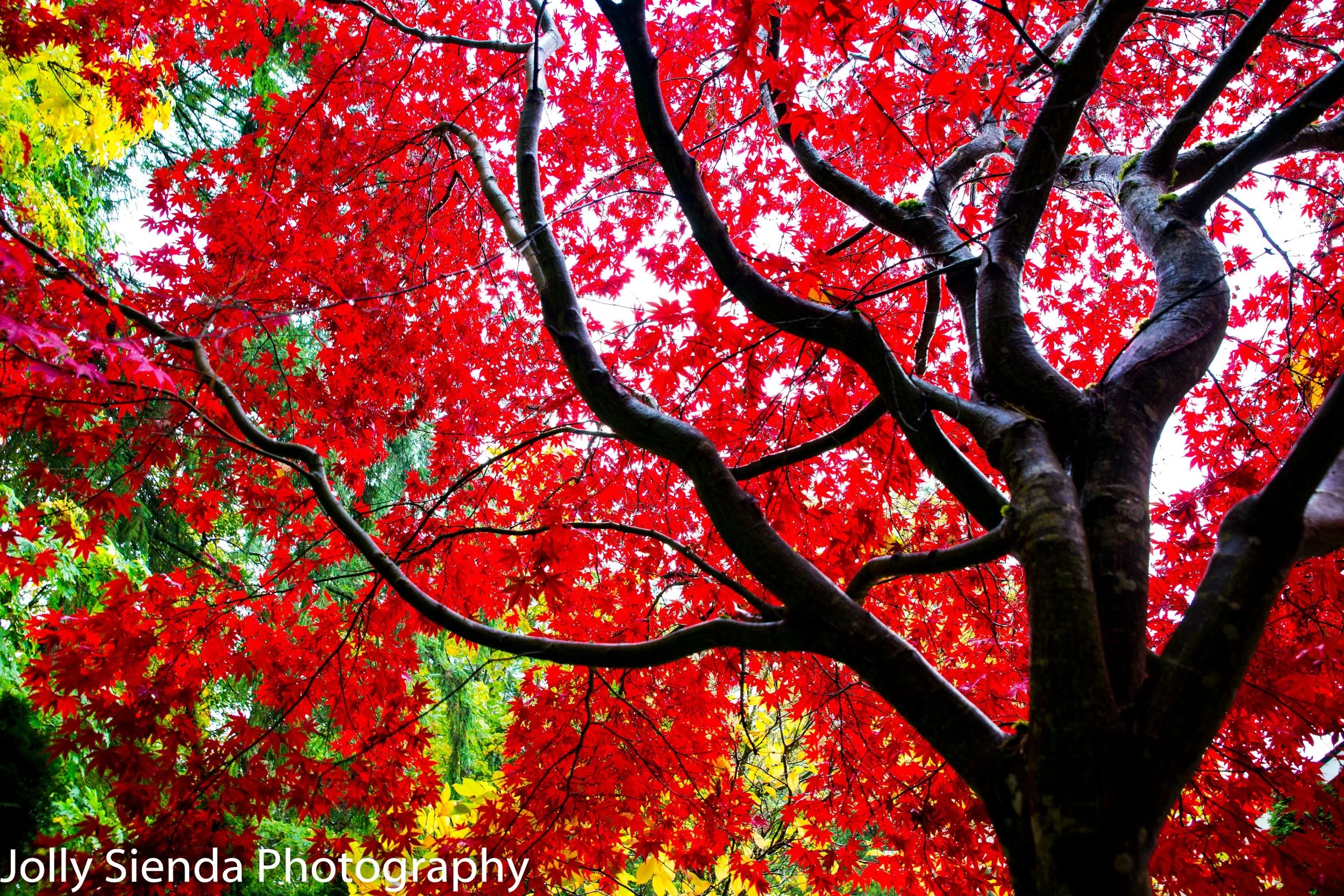 JollySiendaPhotography-0398.jpg