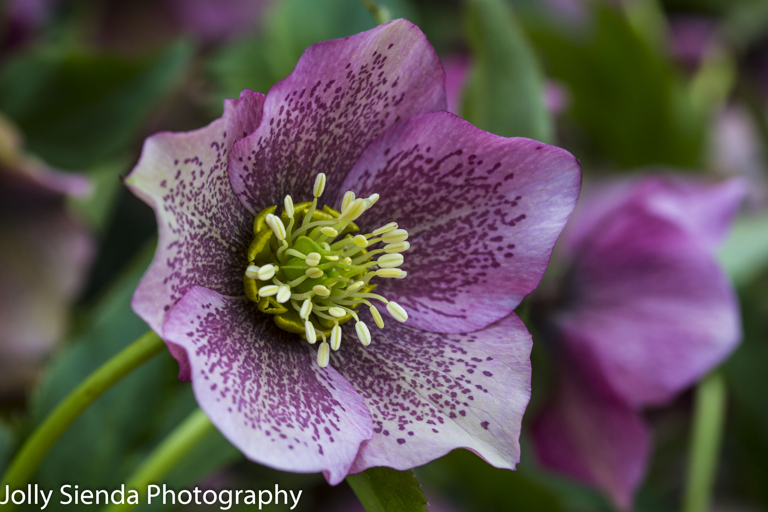 Purple Hellebore Flower Perennial