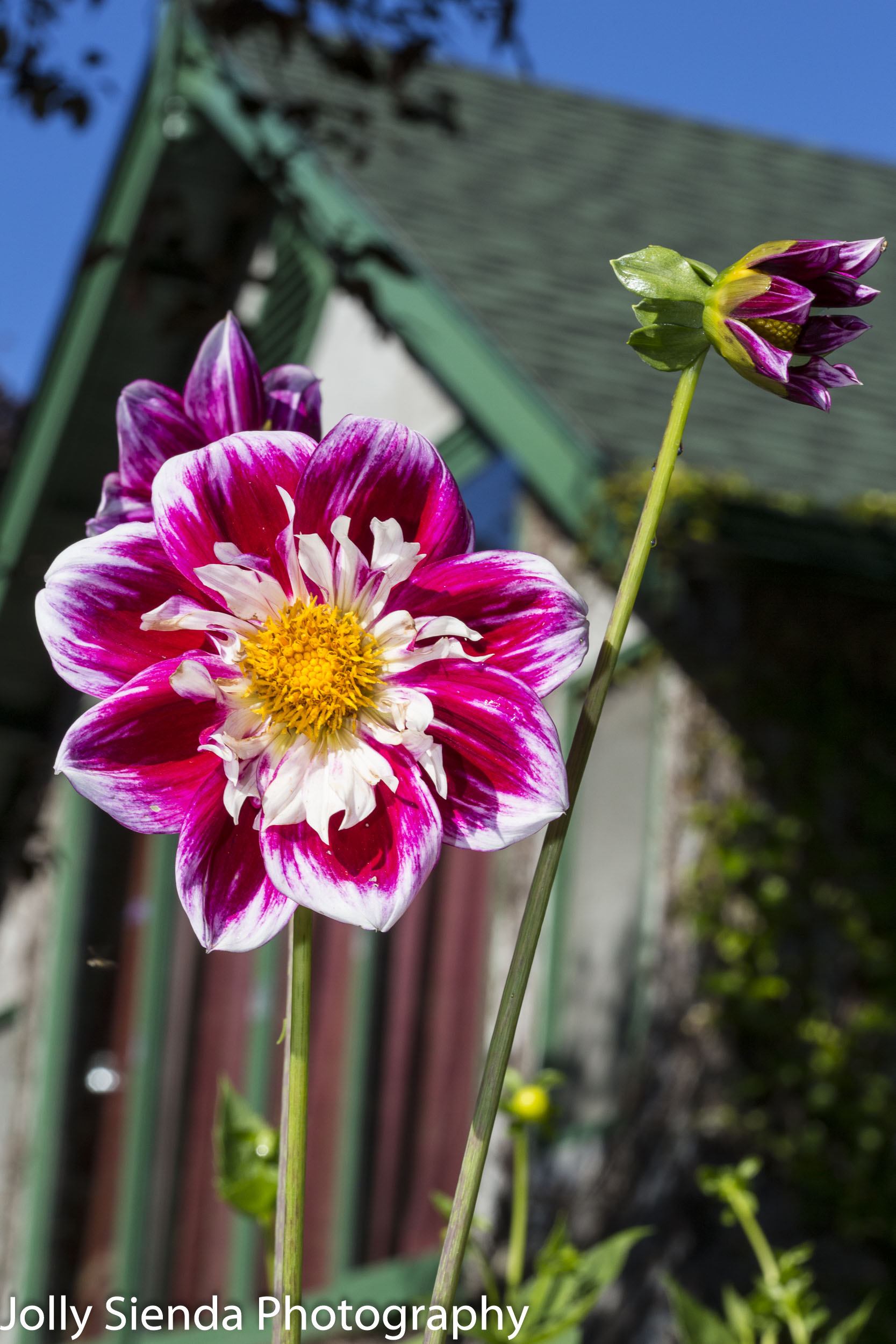 Magenta, white, and yellow dahlia flower and a house