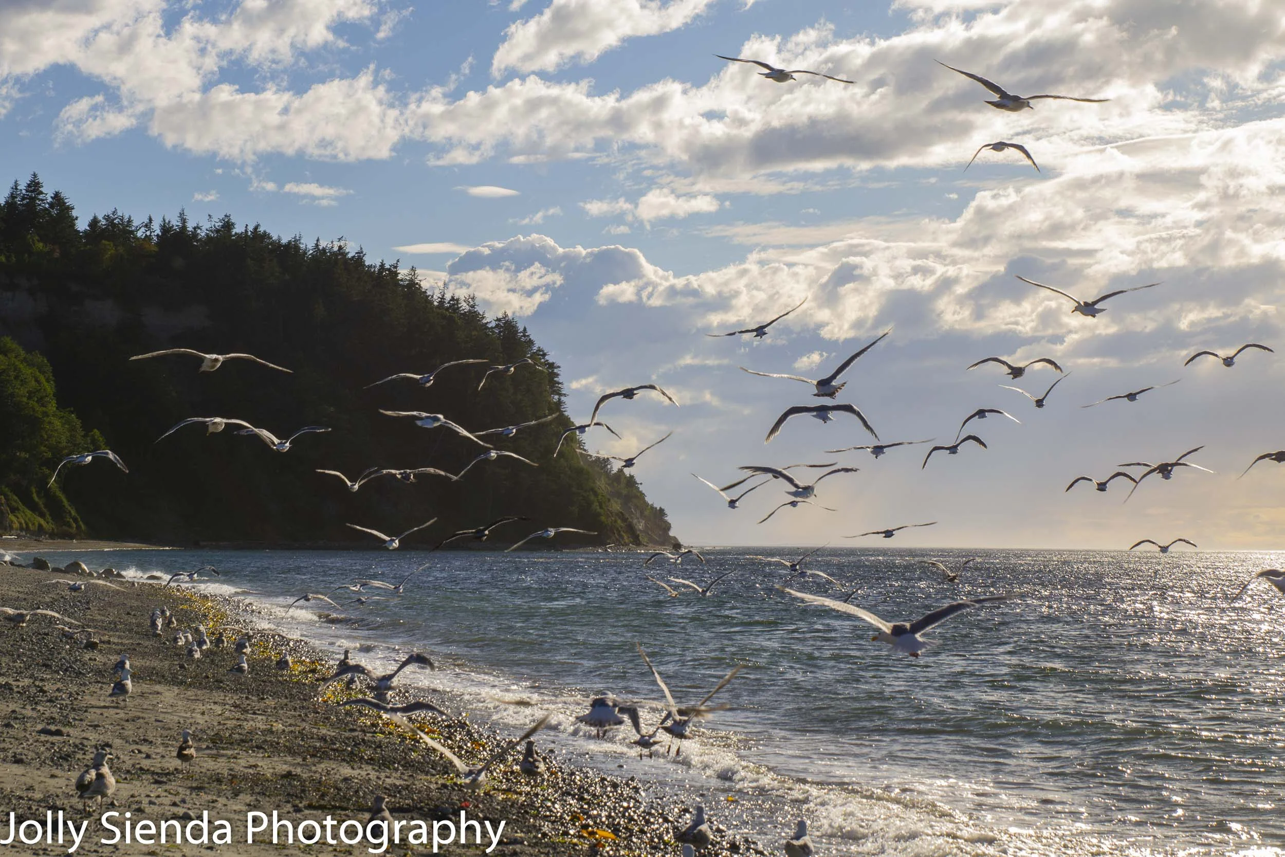 Seagulls along the shore at Fort Worden beach, Fort Worden, Washington.