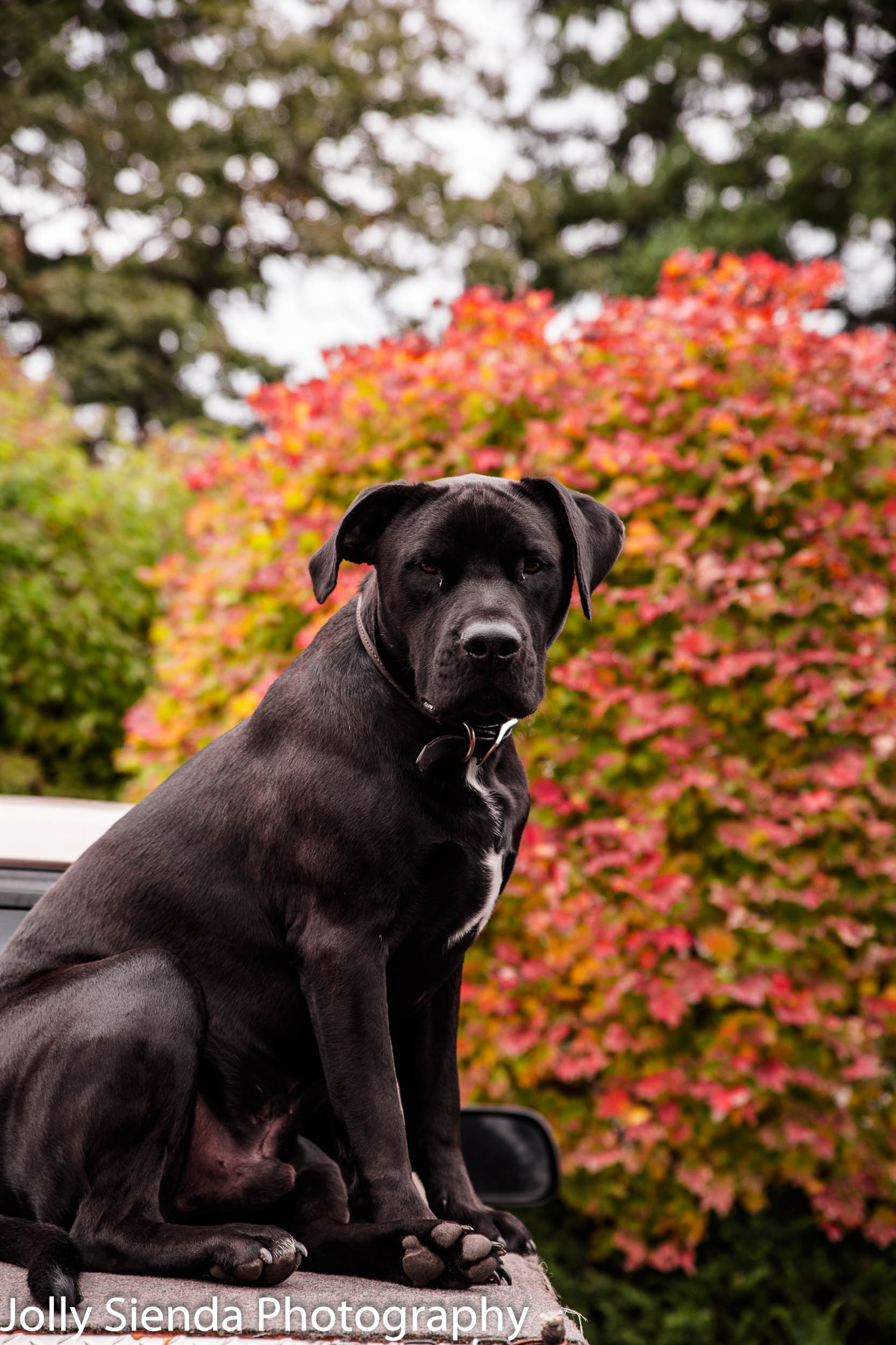 Black dog sits on a truck bed with bright, color, Autumn bushes 