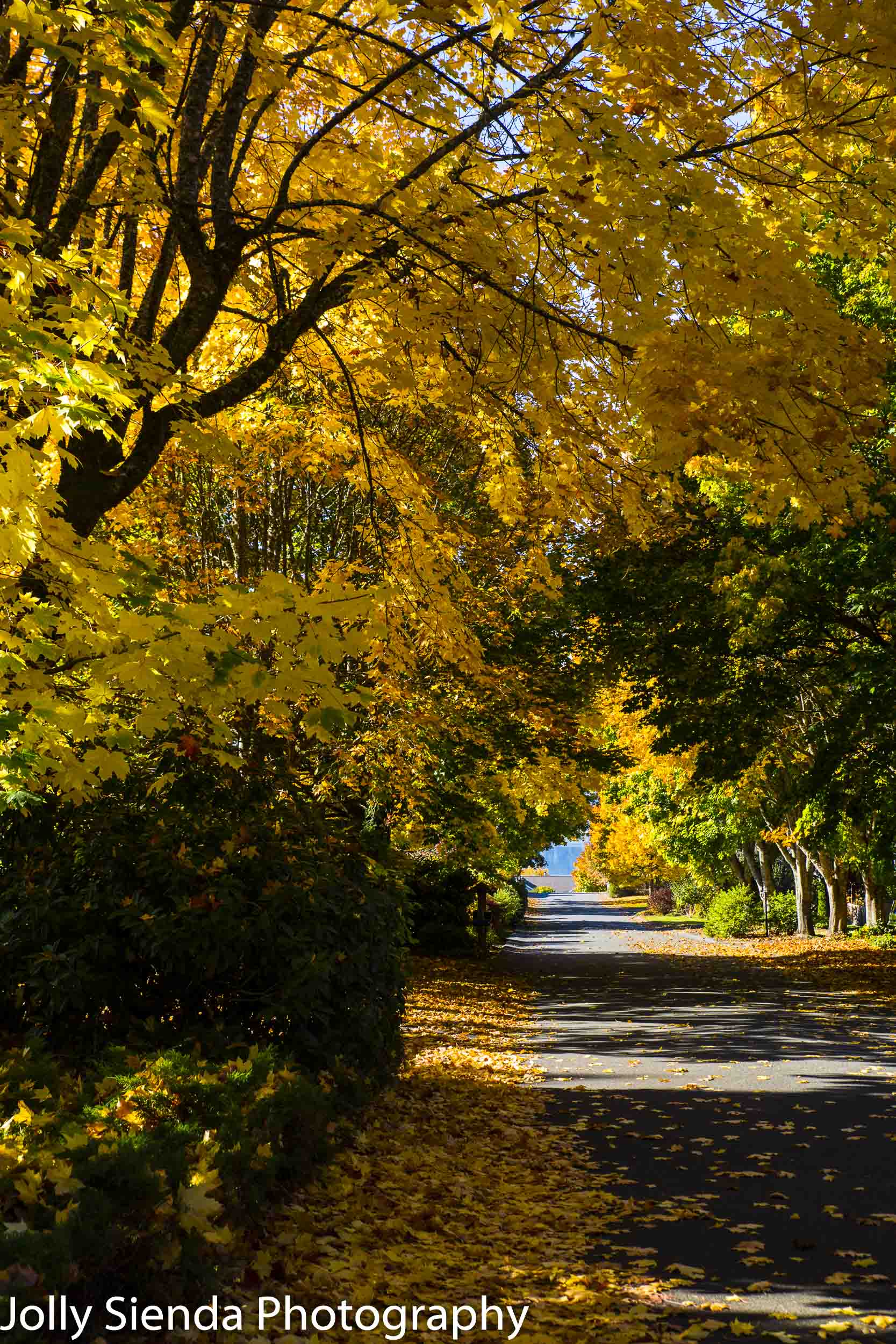 Golden yellow fall trees shade a sunny roadway