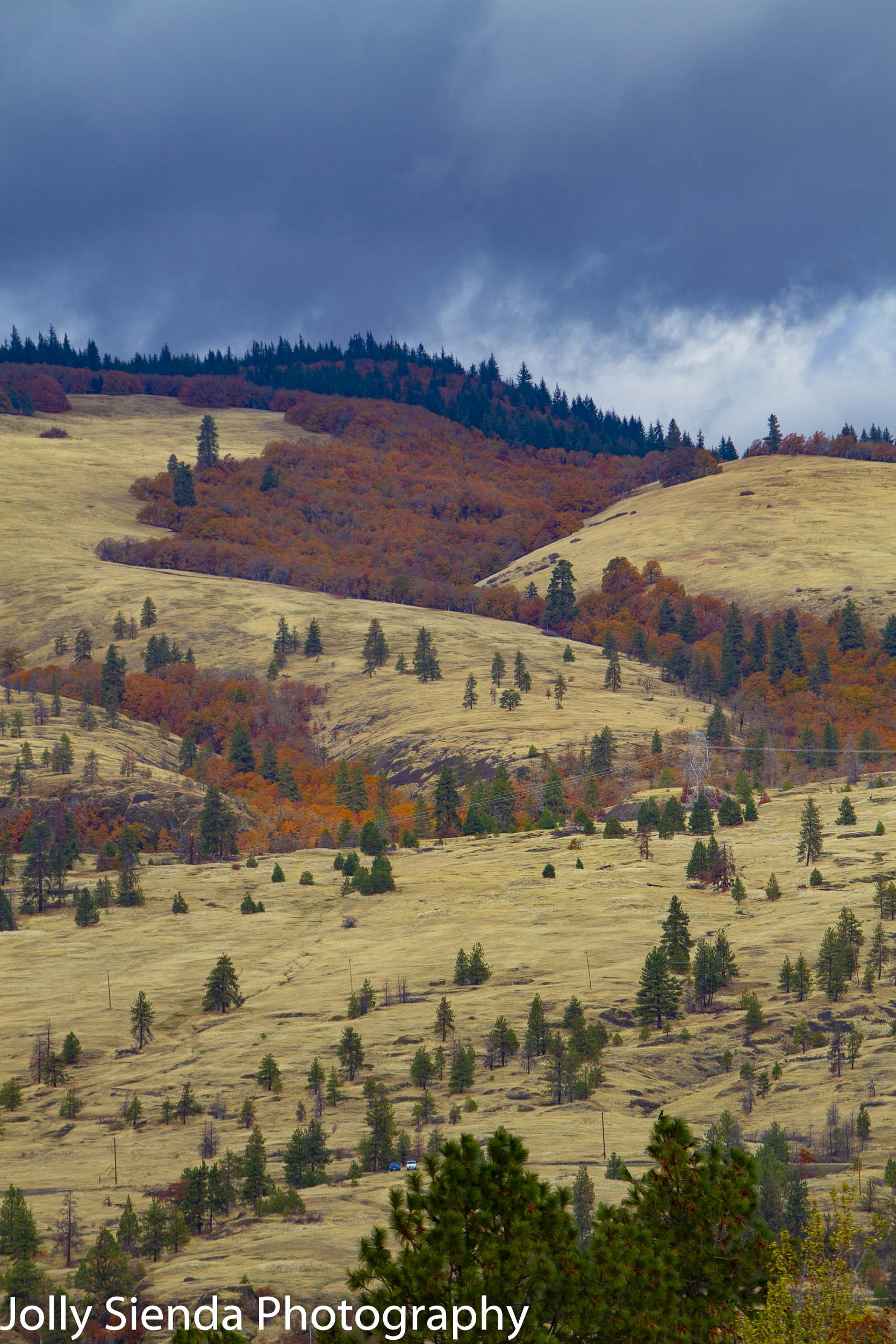 Patch of blazing Autumn deciduous on a plateau