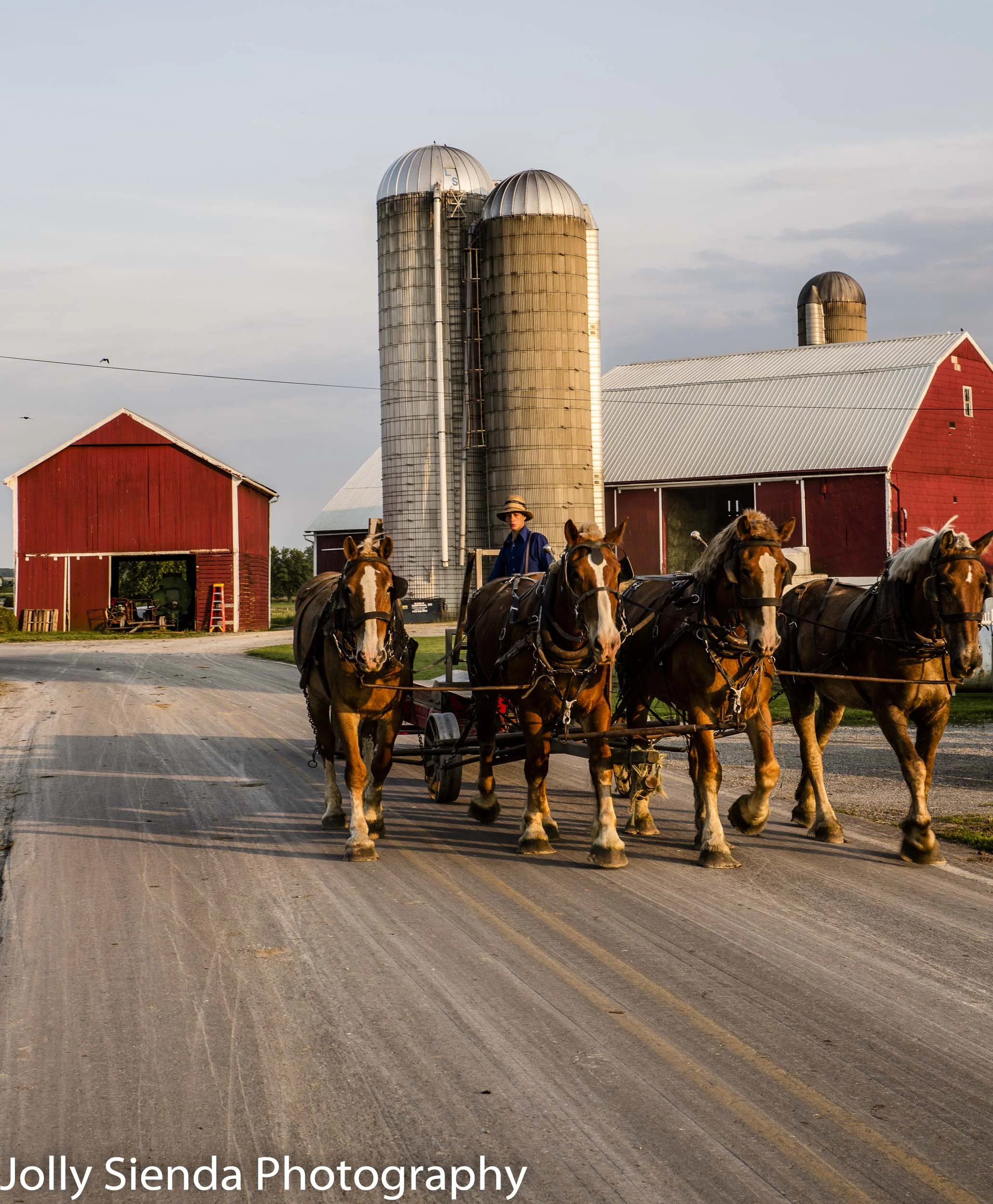 Team of quarter horses, led by an Amish farmer, trots, leaving a