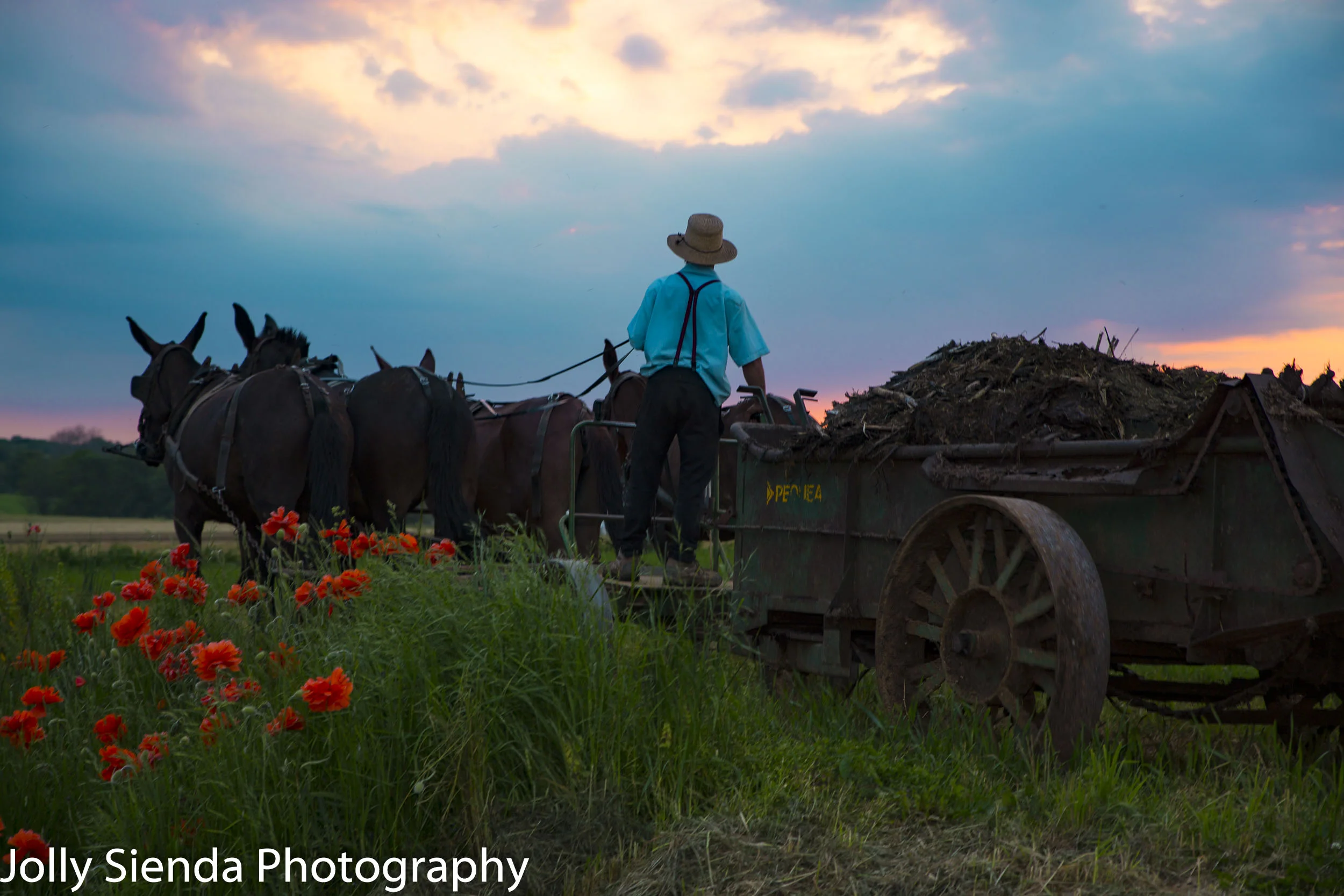 Amish man steers team of horses and mules on a steel wagon