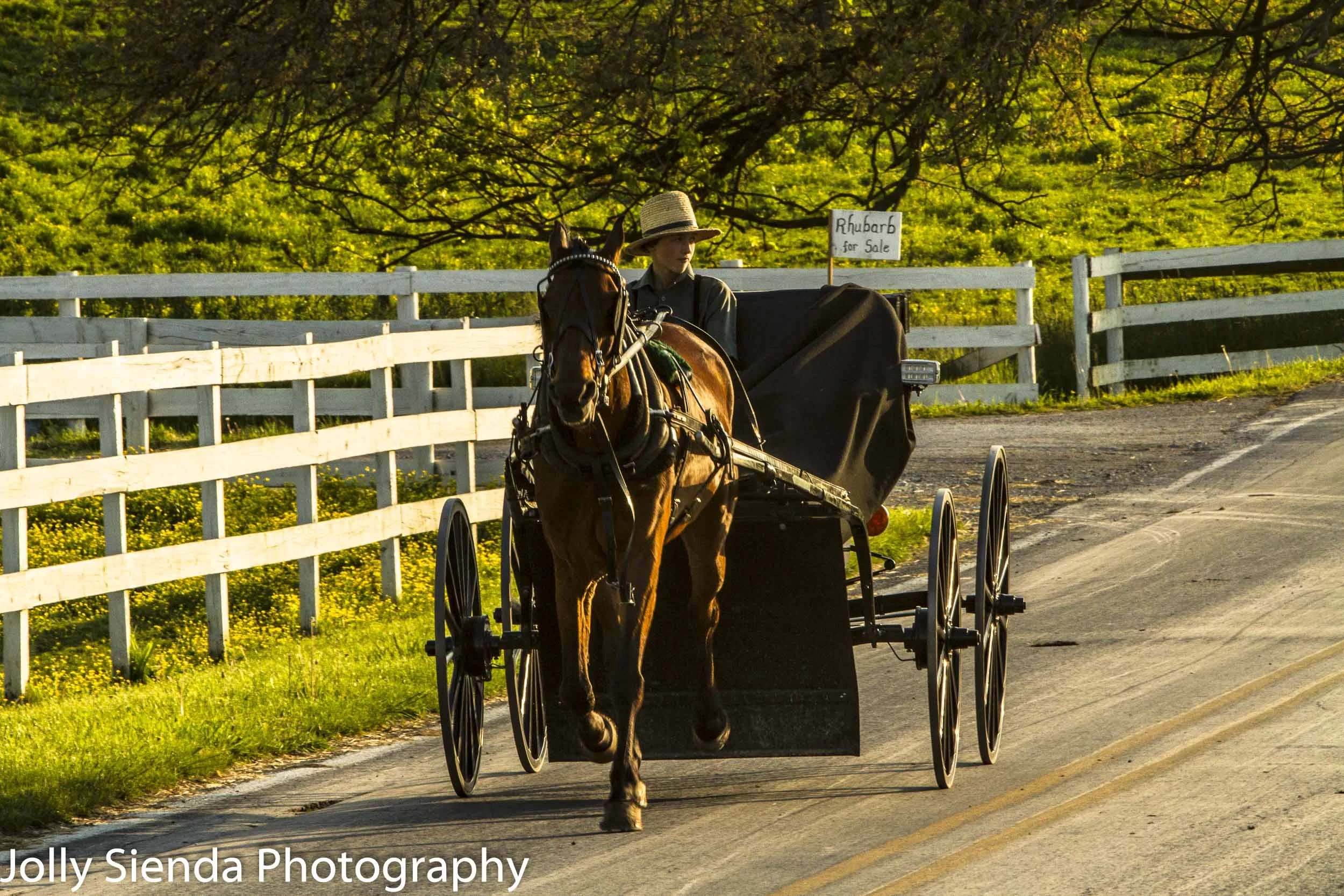 Amish teenager and his horse and buggy