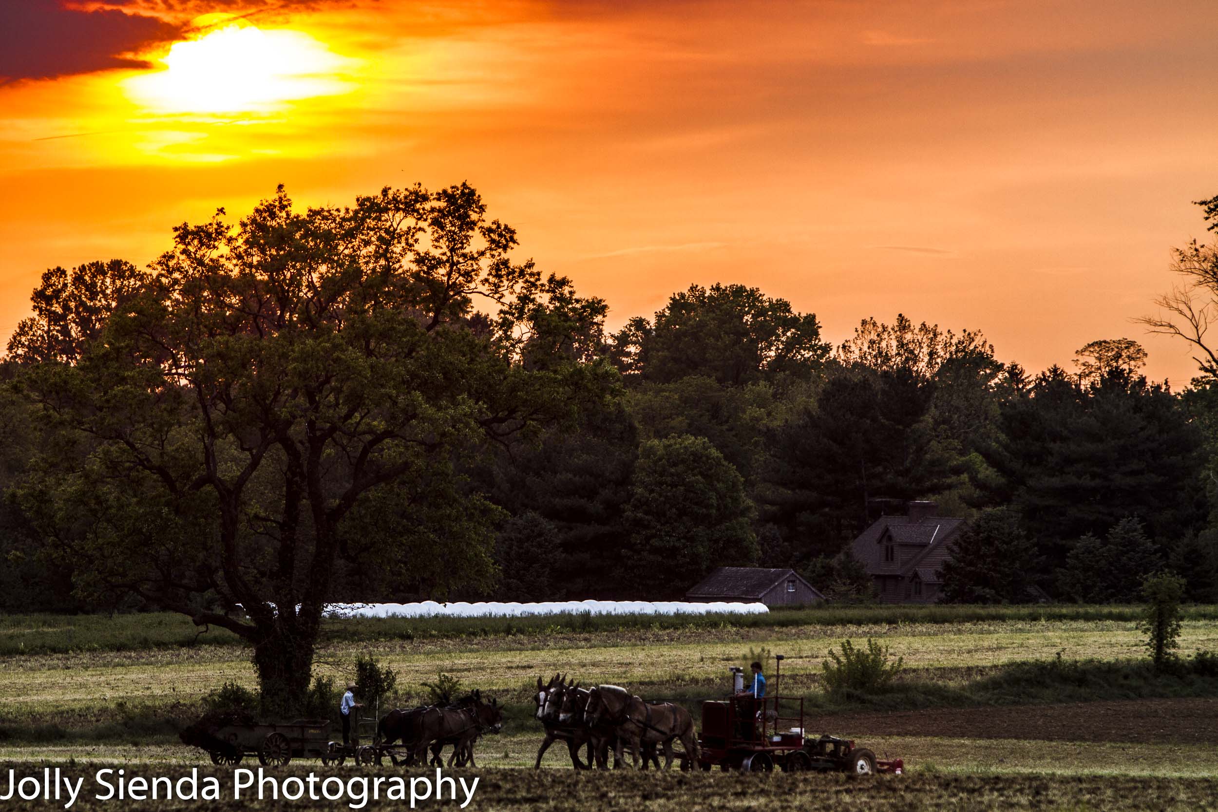 Amish farmers with two horse and mule teams plow the field at su
