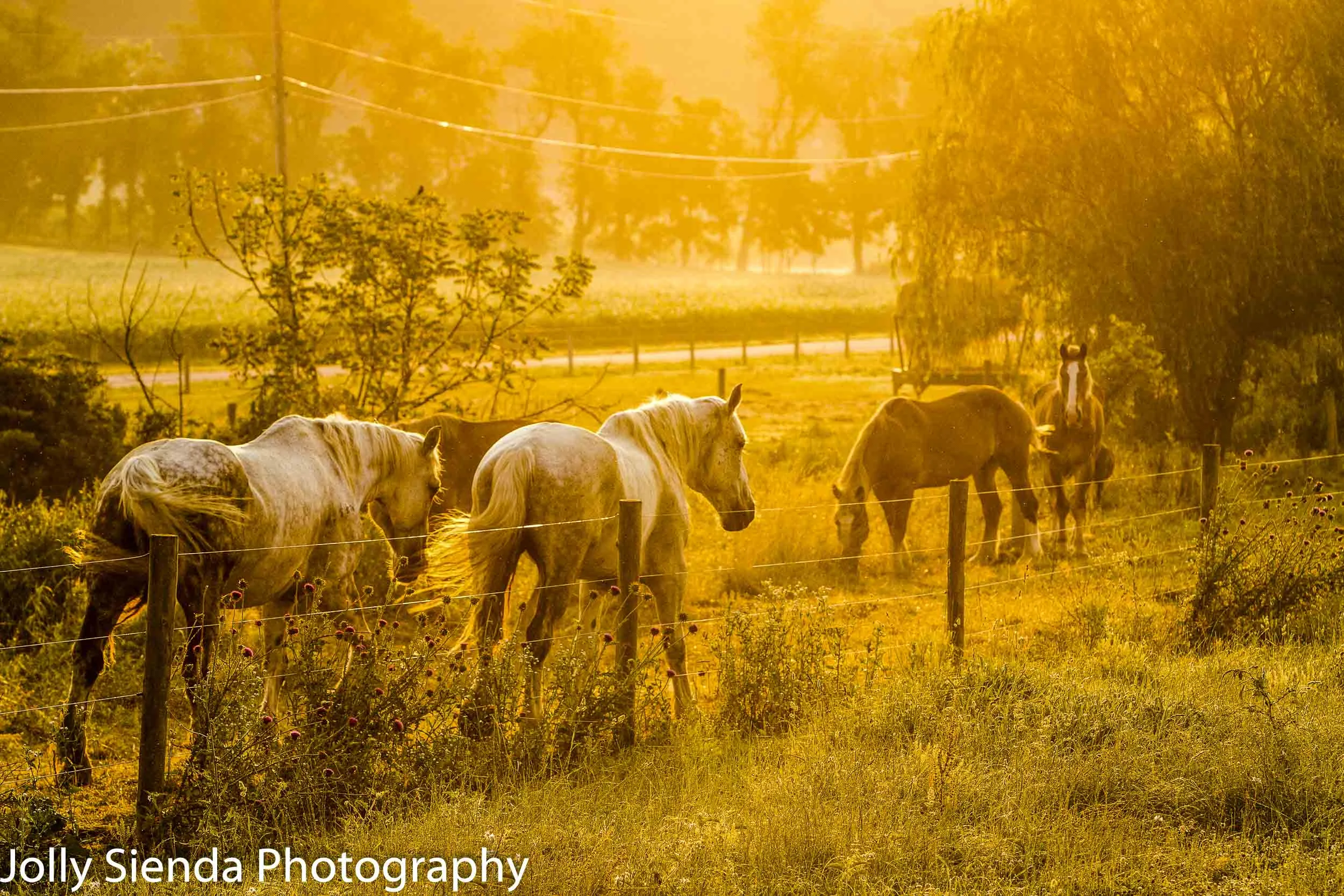 Amish team of horses in the early morning light before the heat