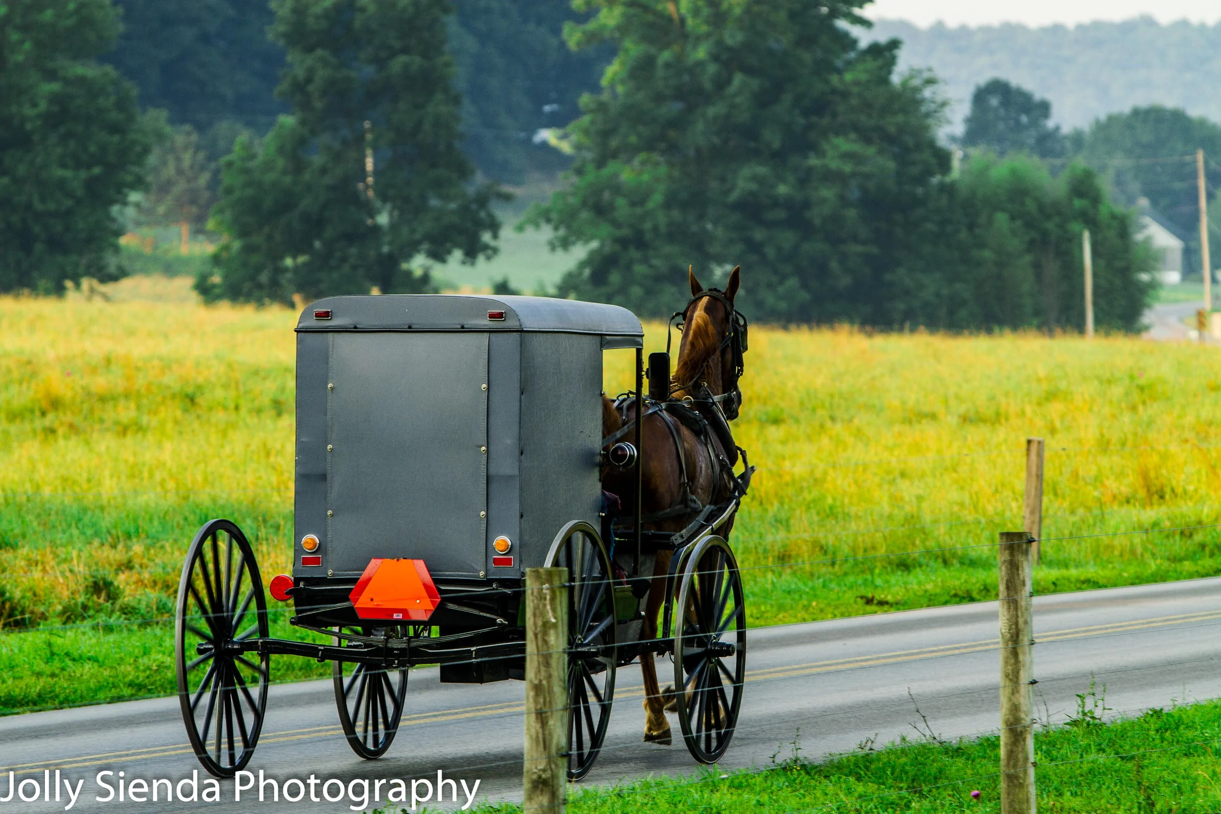 An Amish Grey Buggy and Horse, Clop Along the Road