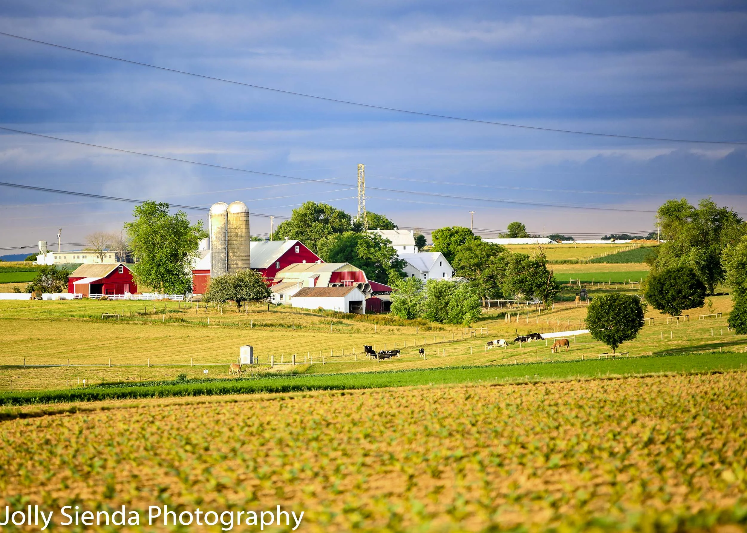 Red Barns, Silos, Cows, and Green Pastures on Amish Farmland