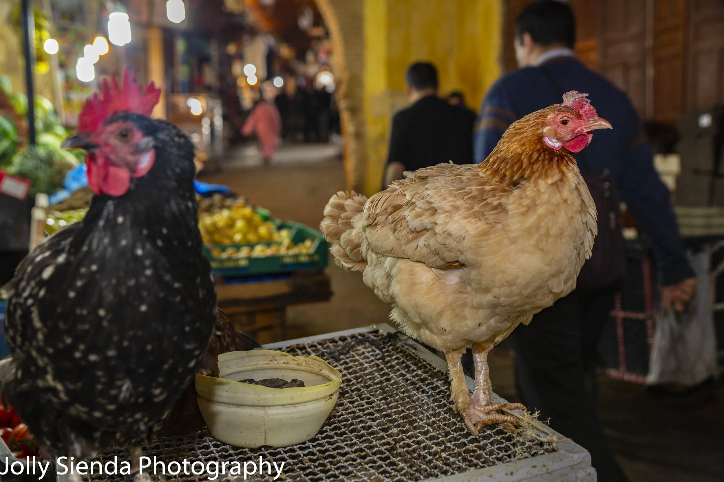 Live roosters and chickens at the Fes medina