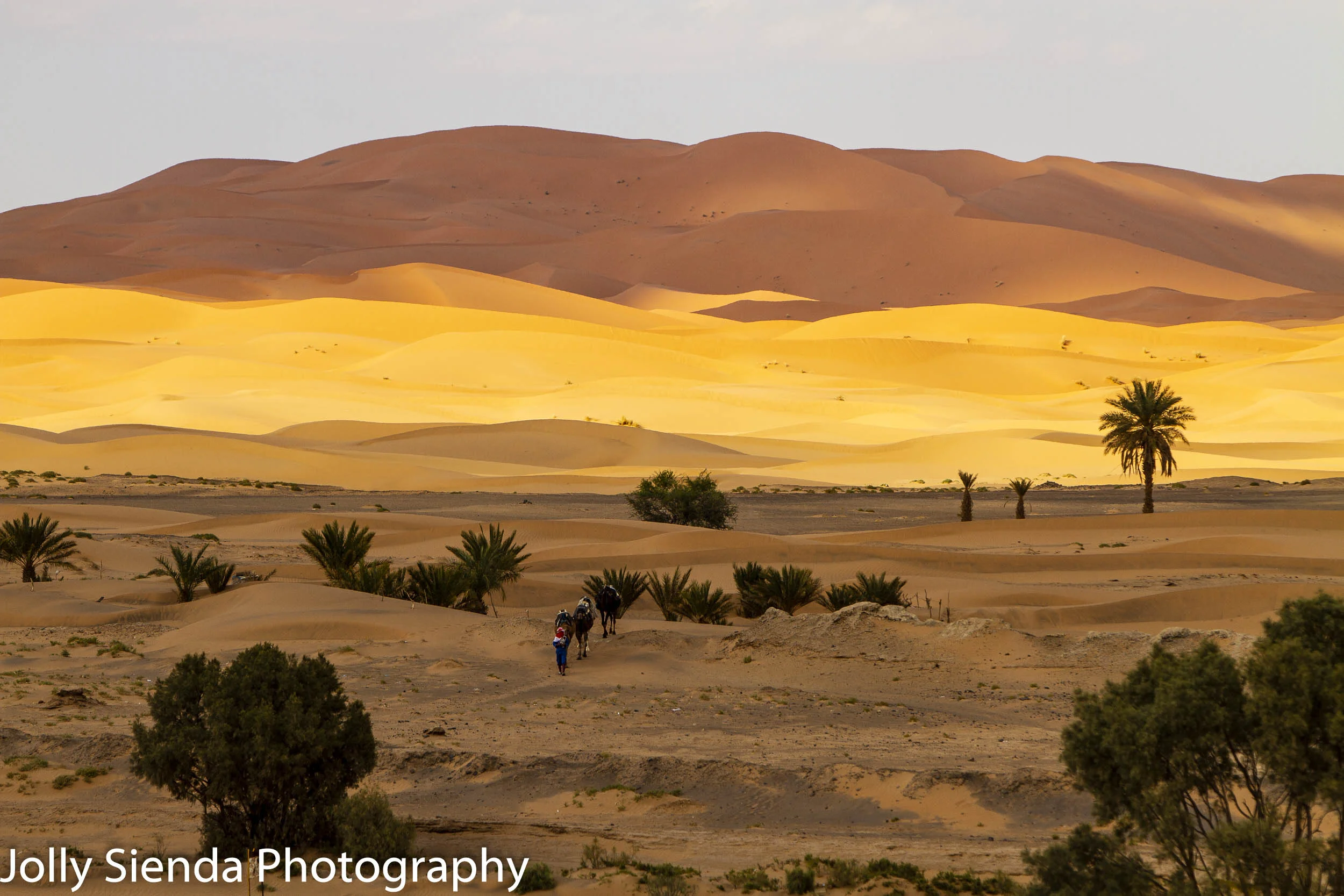 Camel trek at the dunes of the Sahara Desert
