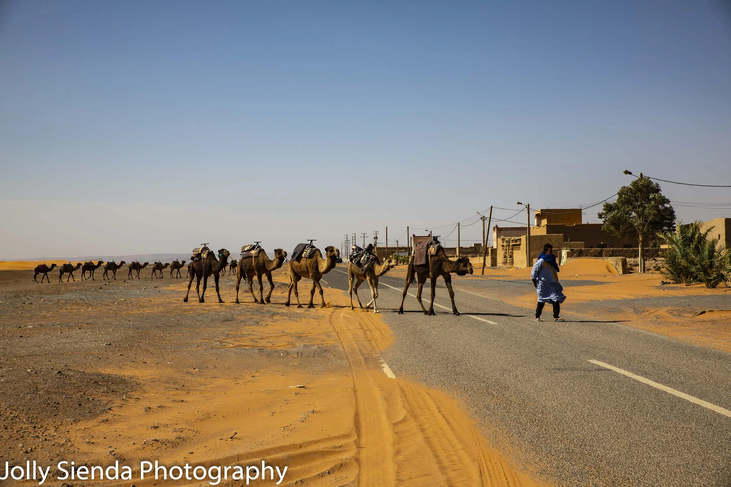 Camel herder with his camels crossing the street 