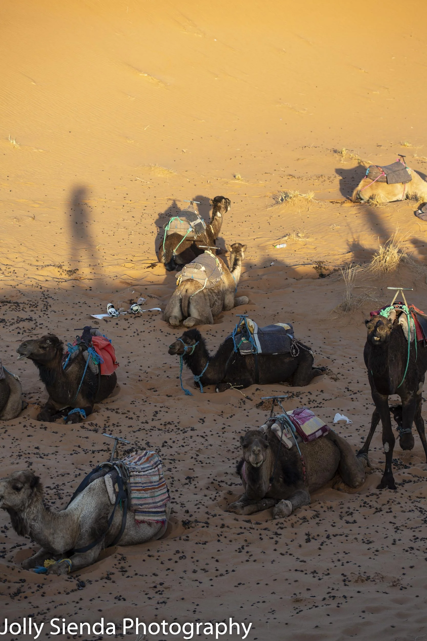 Camels rest on the dunes