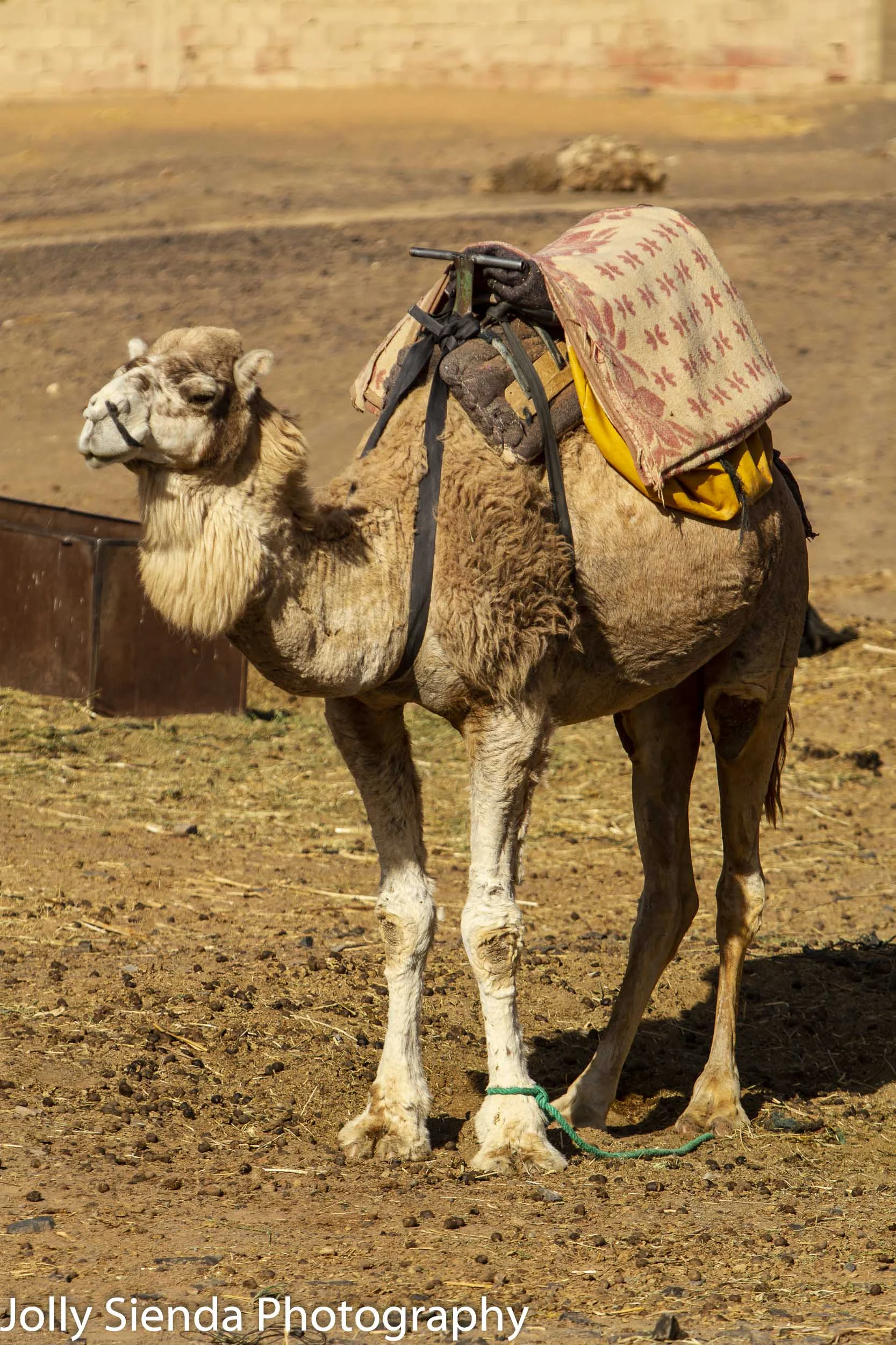 Camel wears a saddle