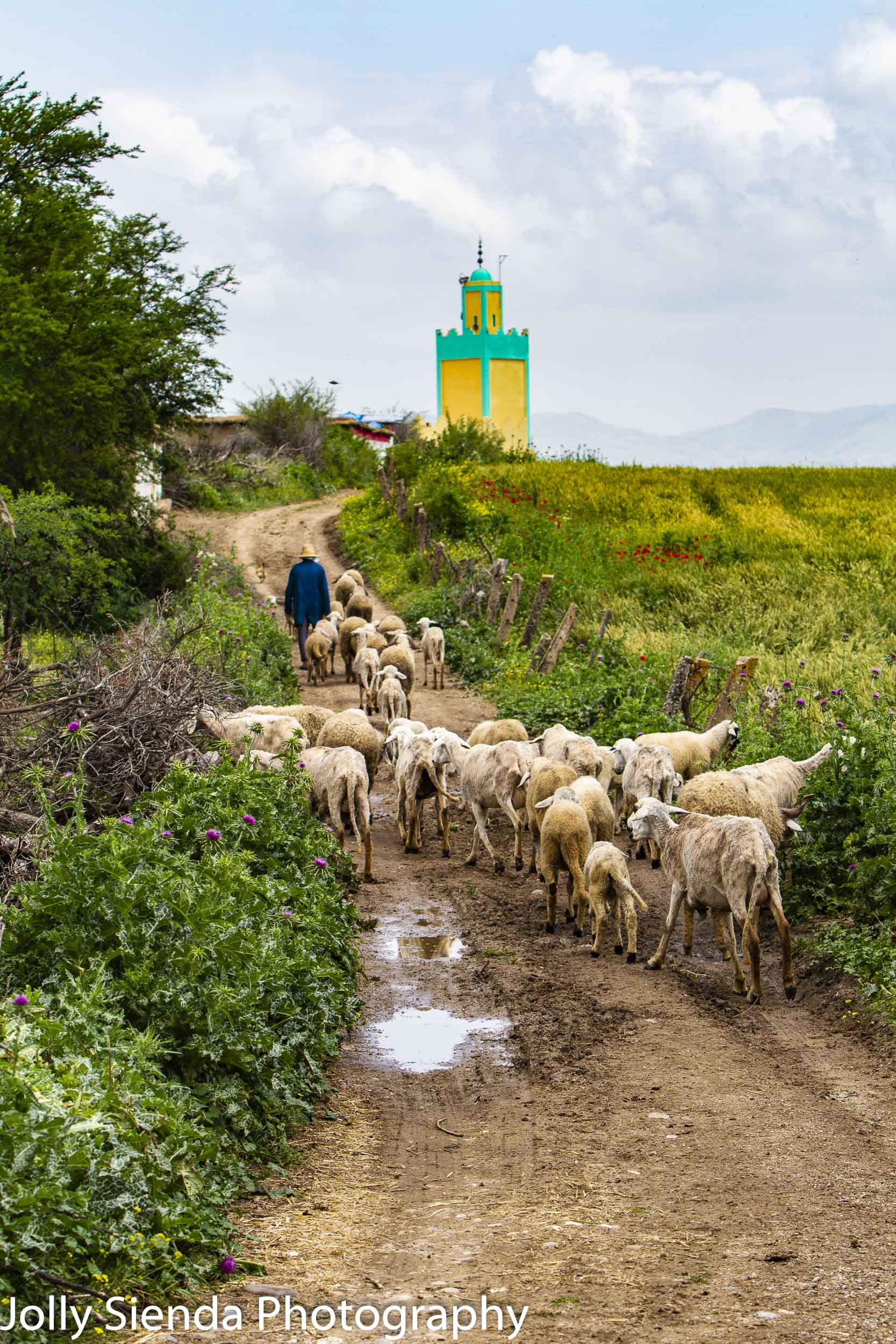 Shepherd leads a herd of goats to the mosque