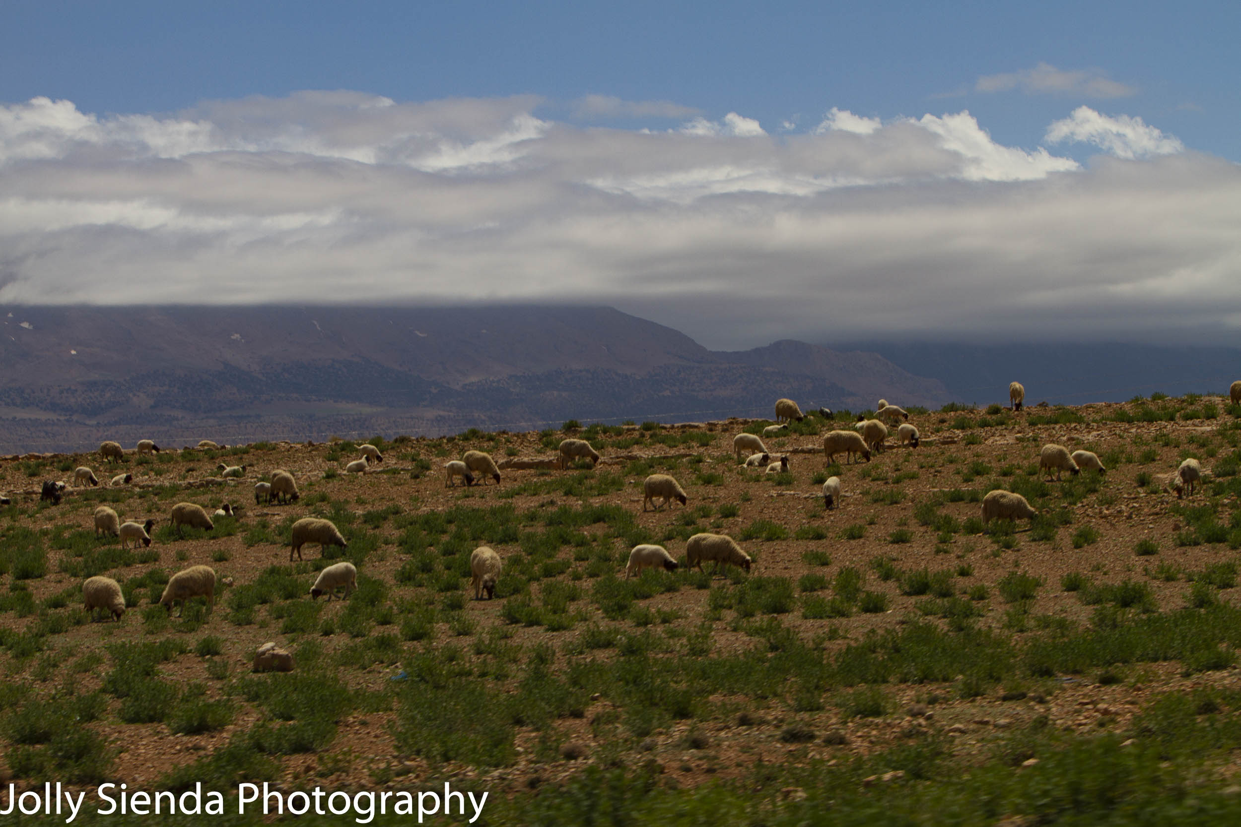 Sheep grazing and the Atlas Mountains