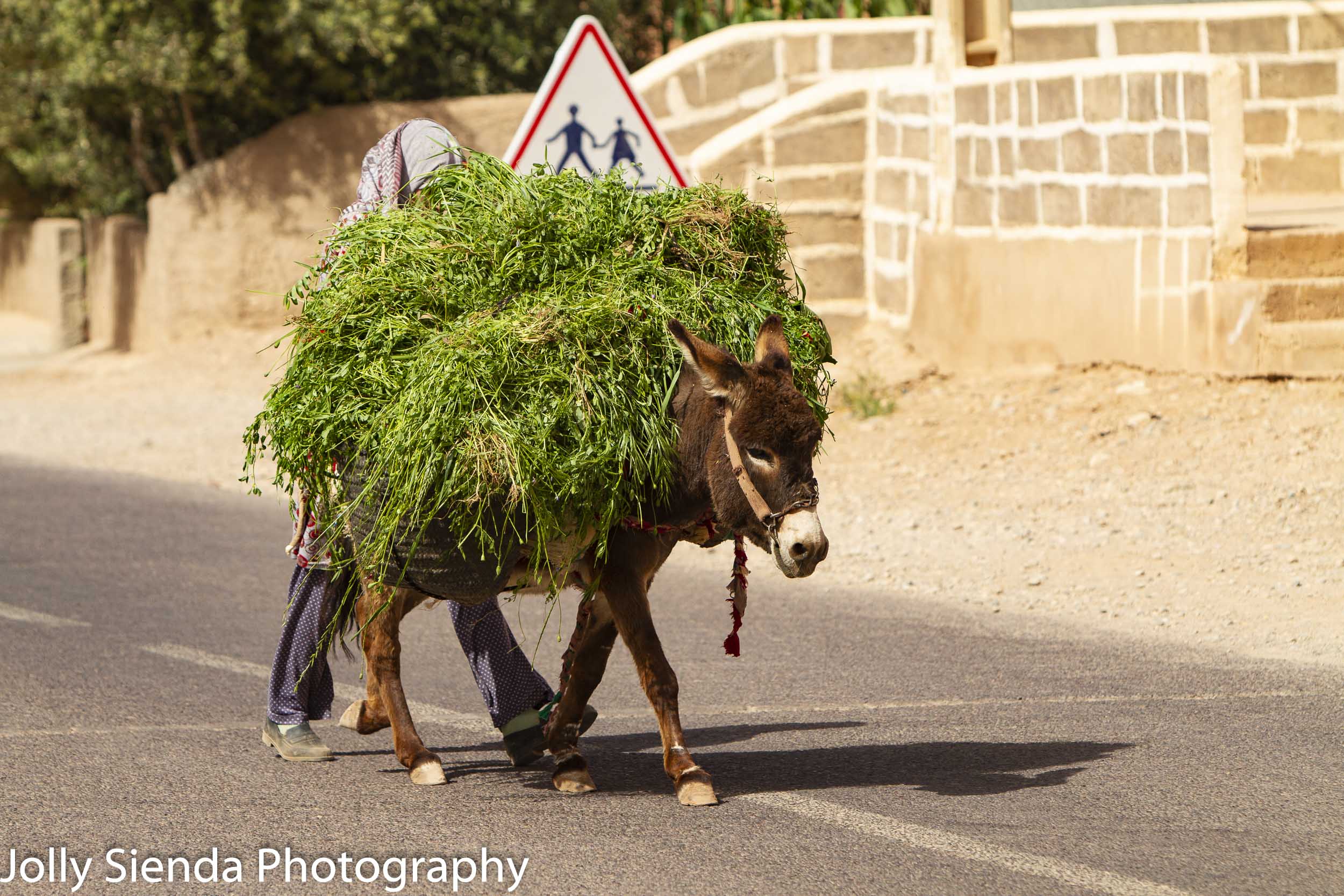 Donkey carries grasses led by a shy girl