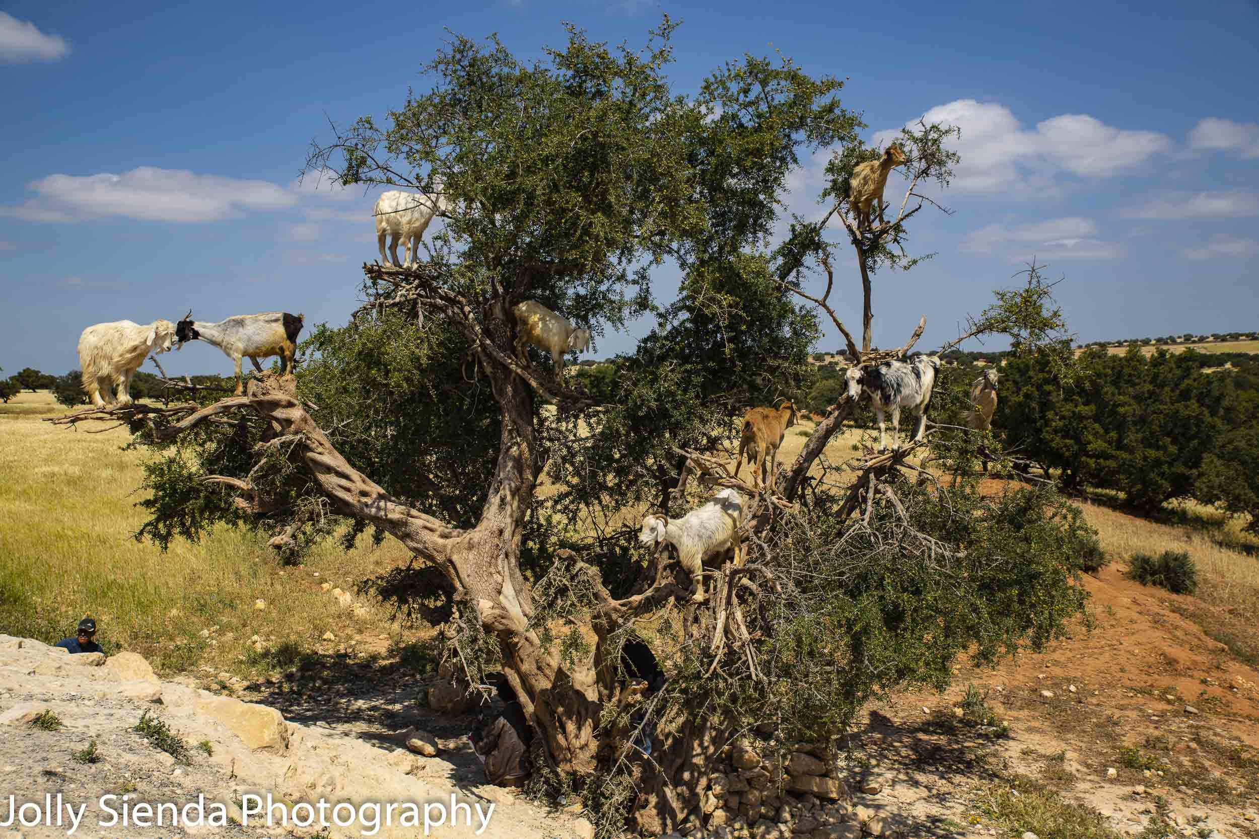 Cloven-hoofed goats climb the Argon Tree