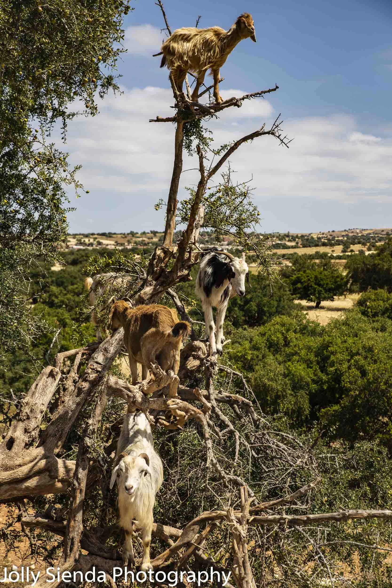 Cloven-hoofed goats climb the Argon Tree