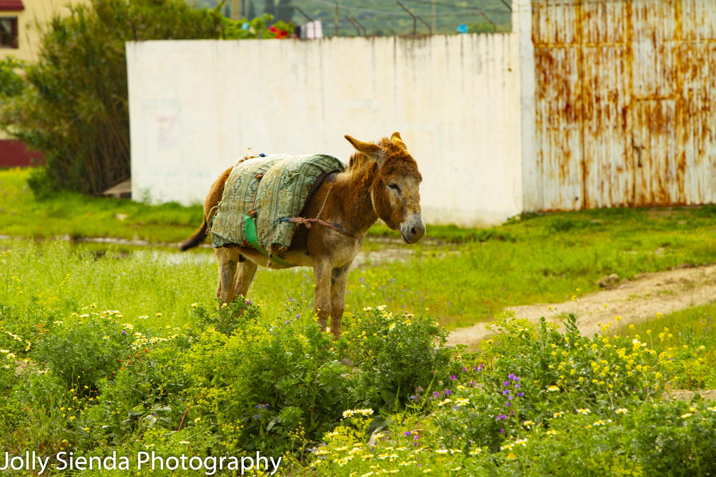 Donkey wears a blanket standing next to wildflowers