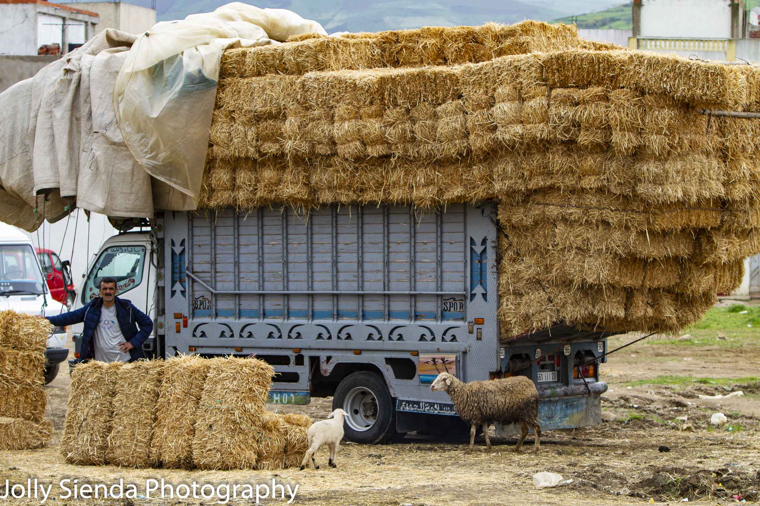 Truck piled high with hay and sheep