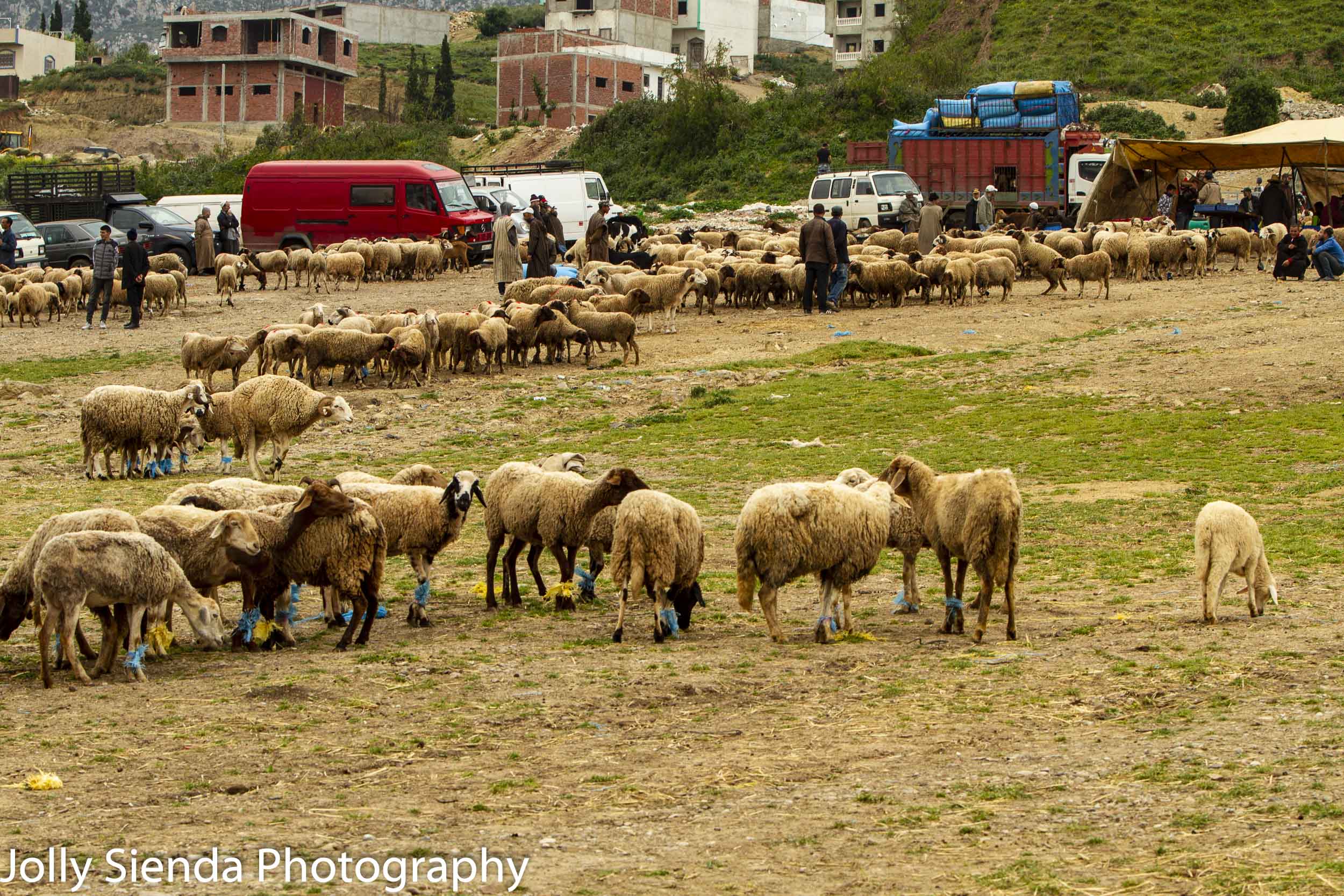 Sheep for sale at a market
