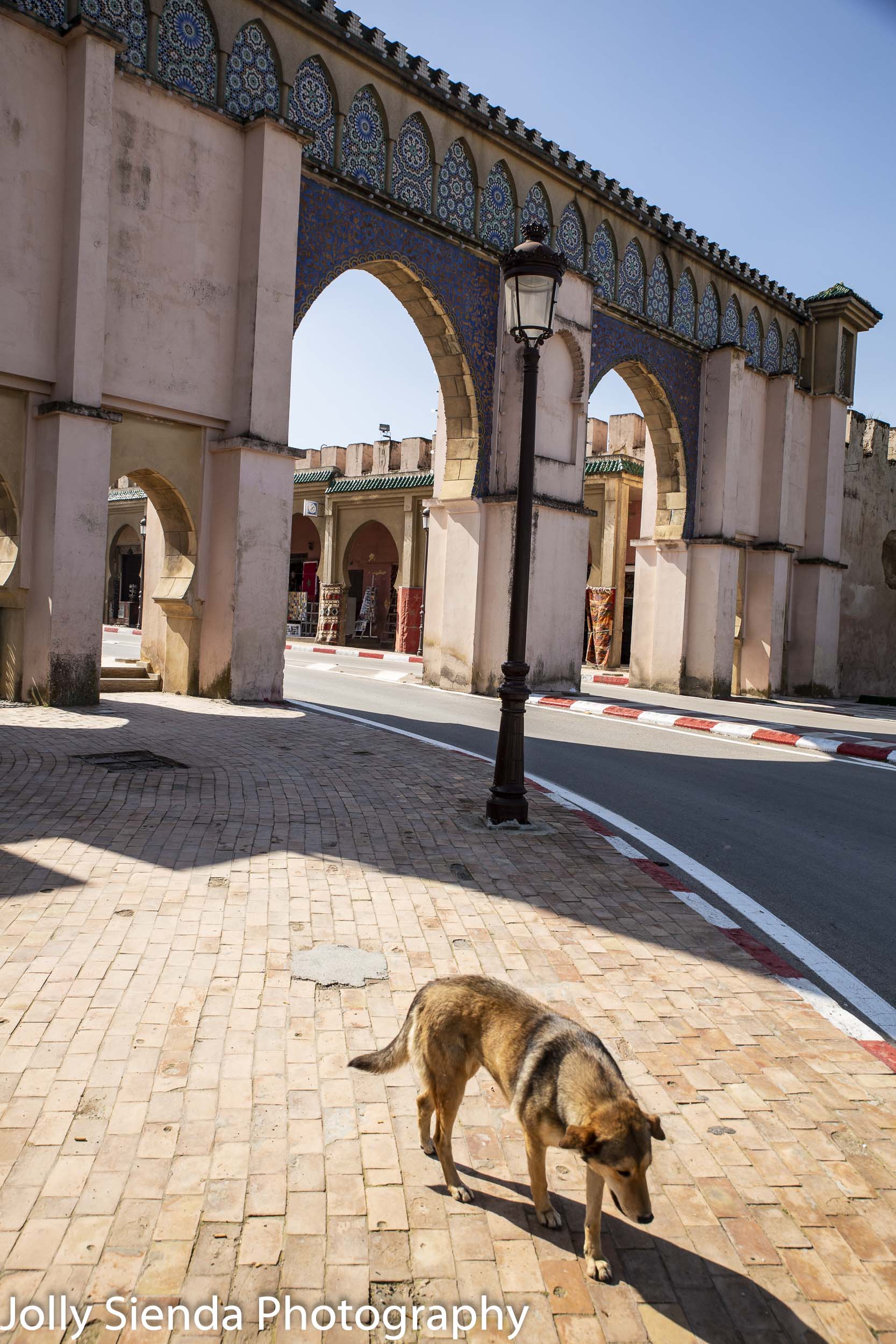 Meknes Imperial Gate and a dog