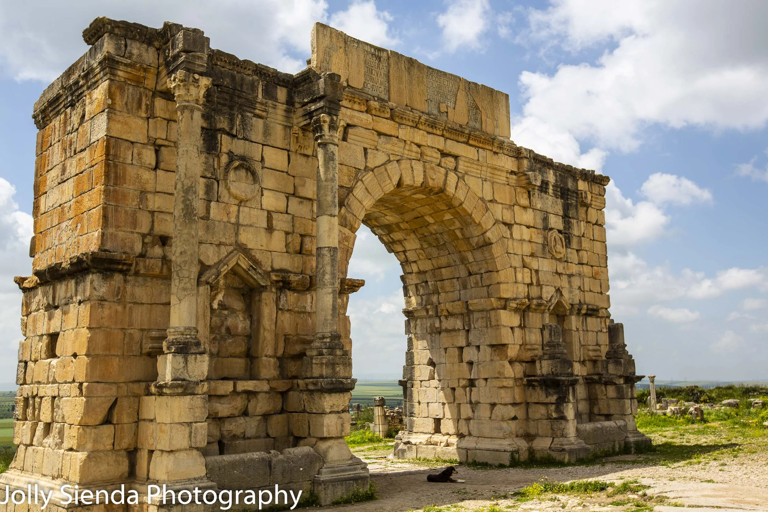 Arch of Caracalla (Triumphal Arch) and a dog