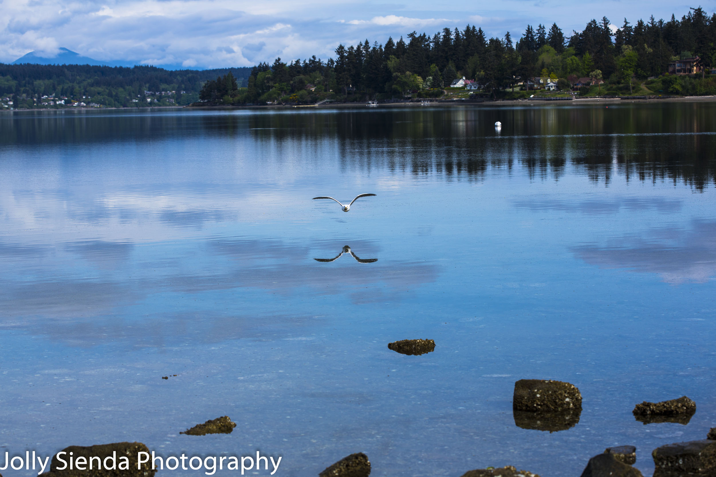 Seagull and its reflection flys low over Dyes Inlet