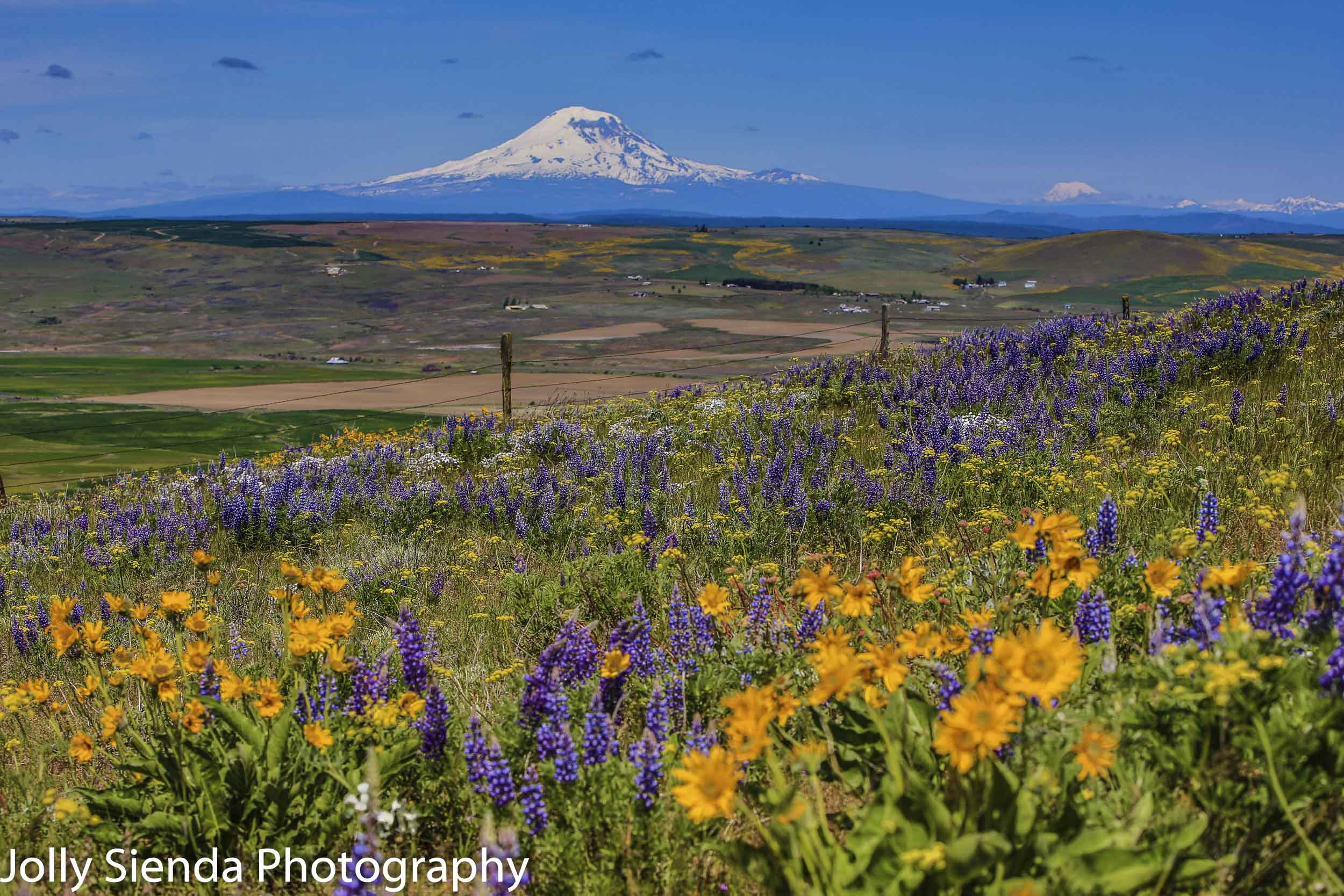 Snow capped Mount Adams looks across Klickitat  County valley an