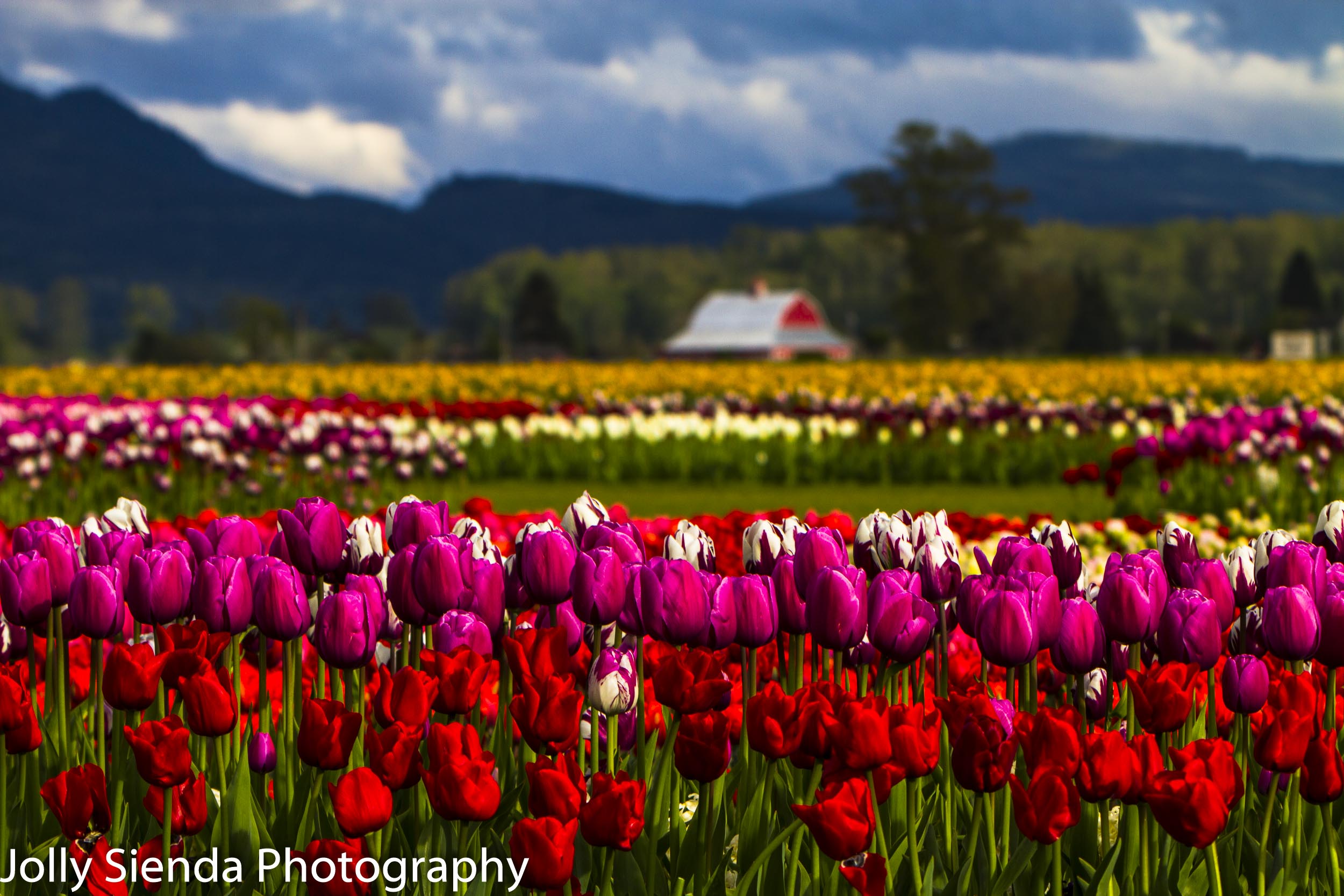 Field of colored tulips stand tall and make patterns with a red 
