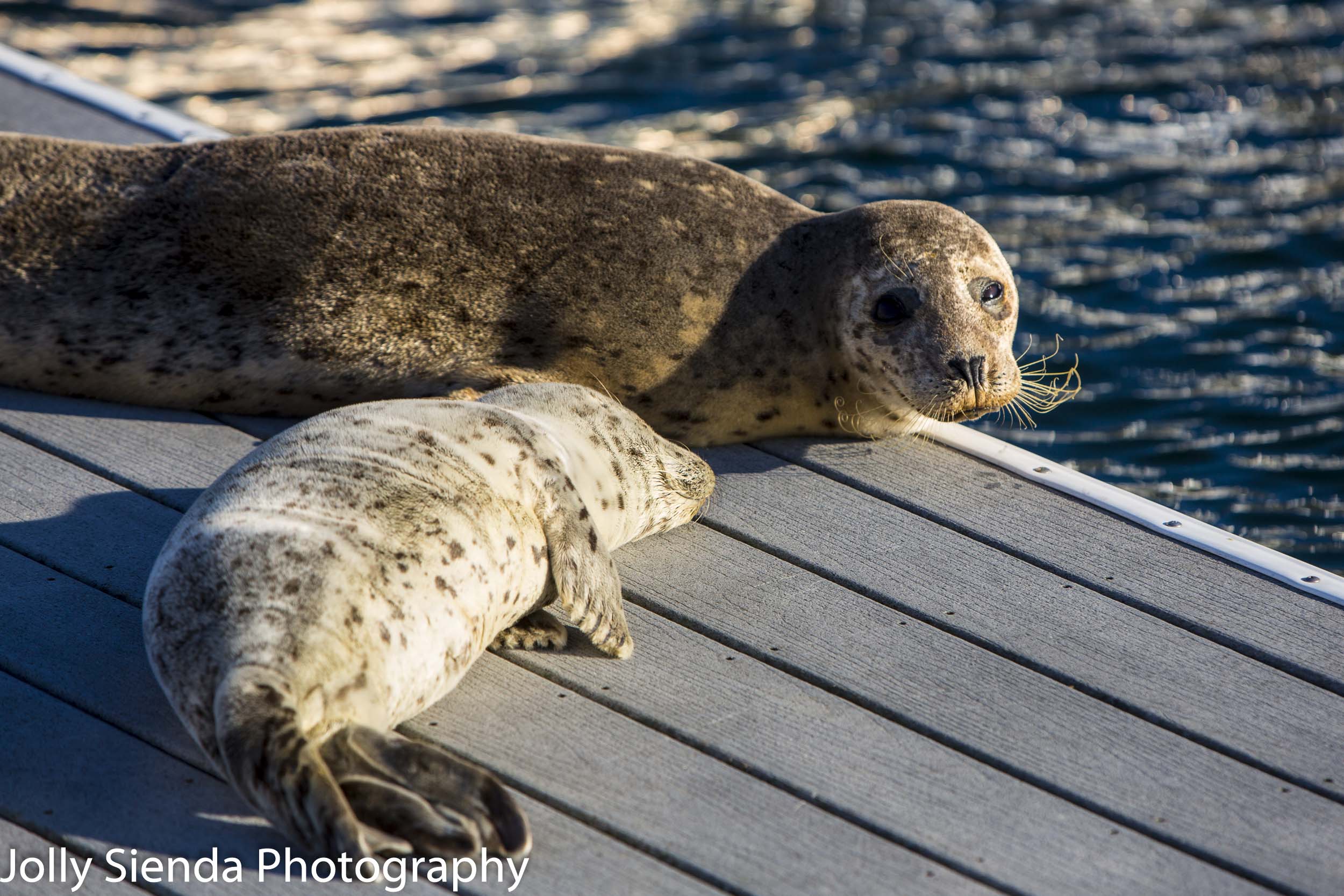 Harbor seal and a pup on the dock