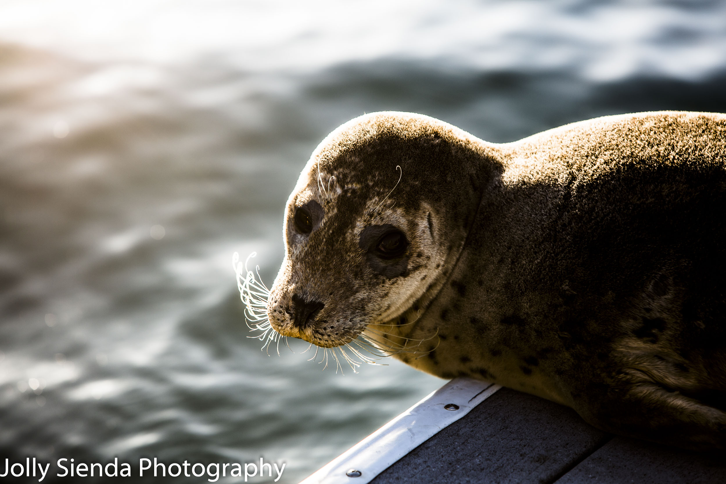 Harbor Seal with long whiskers gets some sun on the dock