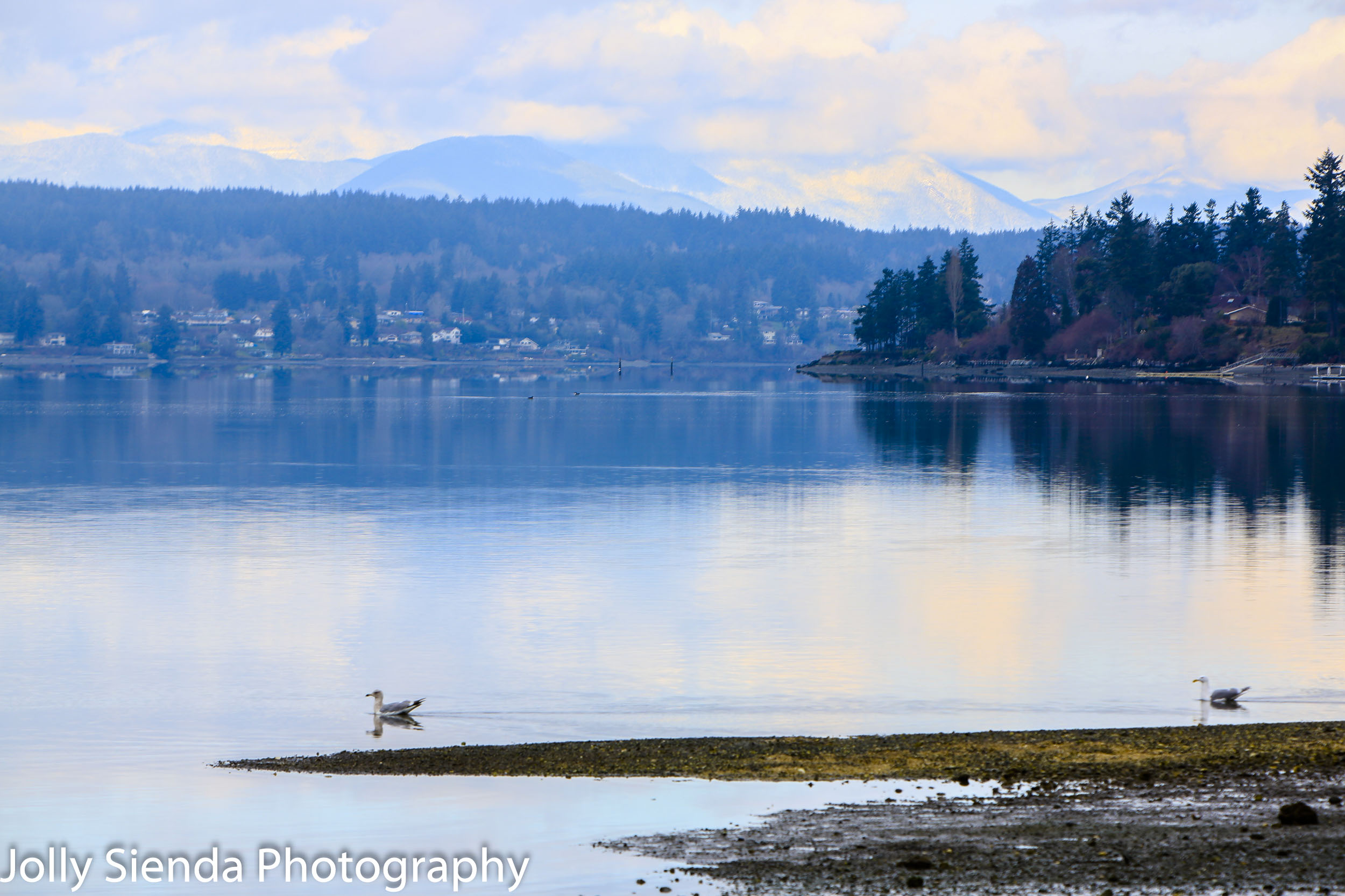 Seagulls glide on a calm bay with the Olympic Mountains in the b