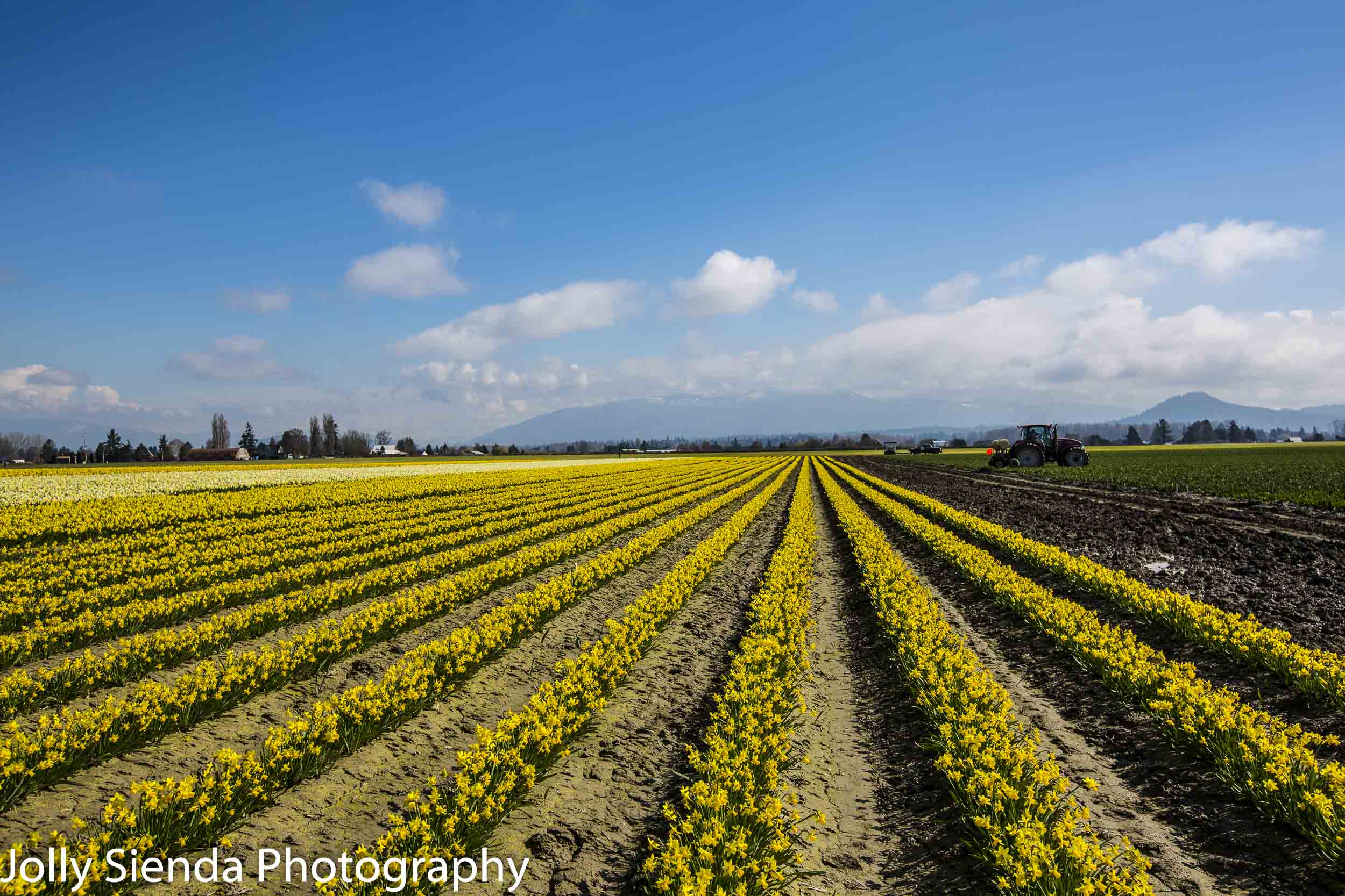 Long rows of daffodils in a field and tractors